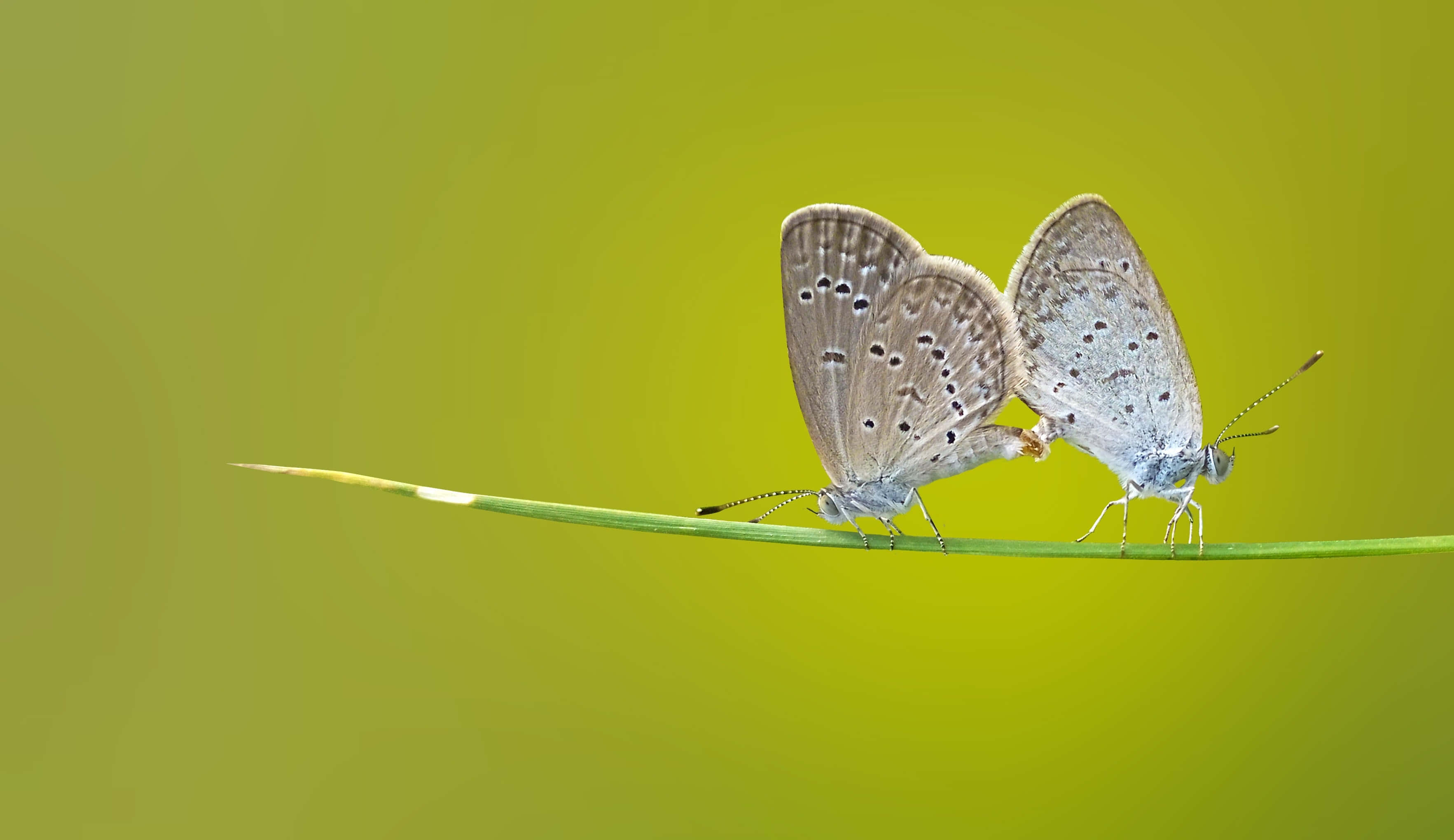 Butterflies Laptop 桌布 壁紙 — 兩隻精緻的藍色蝴蝶在纖細的綠色葉片上交配，背景為柔和的綠色漸變。
