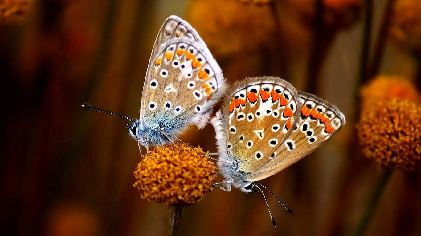 Butterfly Watching 桌布 壁紙 — 兩隻精緻的蝴蝶，帶有橙色和藍色斑點的翅膀，緊密地棲息在一朵毛茸茸的橙色花朵上，背景溫暖模糊。