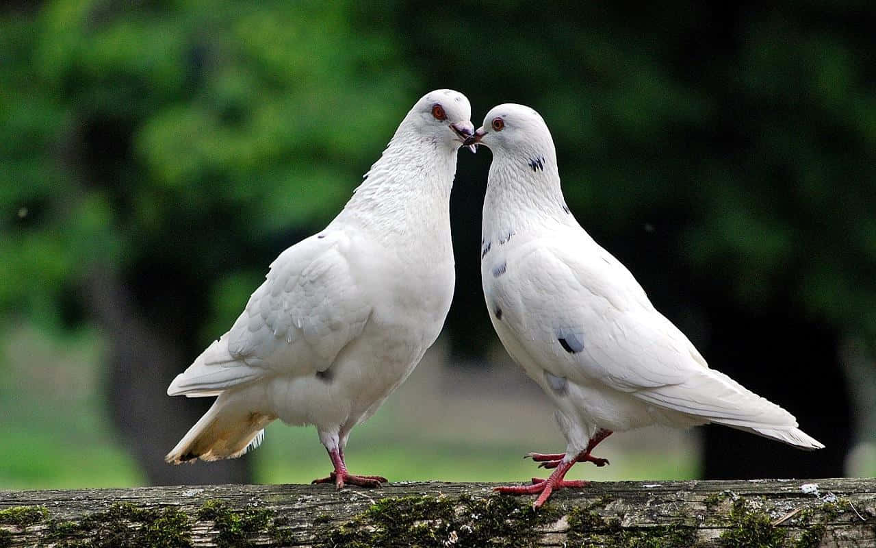 Dove 桌布 壁紙 — 兩隻紅眼白鴿在佈滿苔蘚的木頭上輕輕磨蹭鳥喙，背景是模糊的綠色森林。