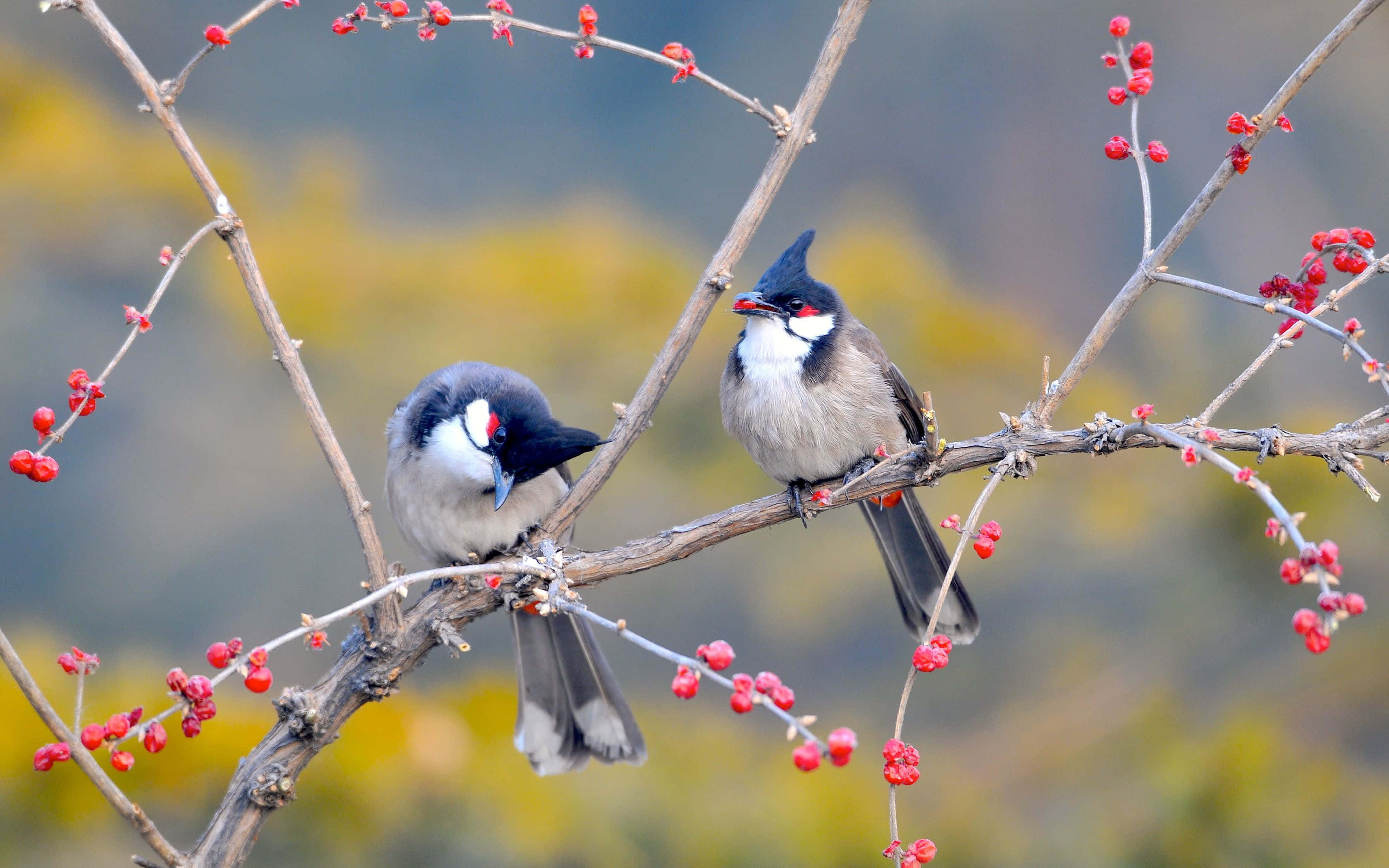 Spring Birds 桌布 壁紙 — 兩隻紅耳鵯棲息在掛滿鮮紅色漿果的樹枝上，背景是柔和模糊的秋色。