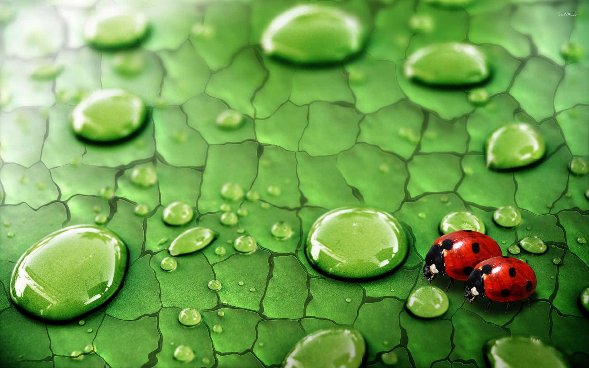 ladybug 桌布 壁紙 — 兩隻紅色瓢蟲在一片佈滿閃亮水珠的鮮綠色葉子上爬行。