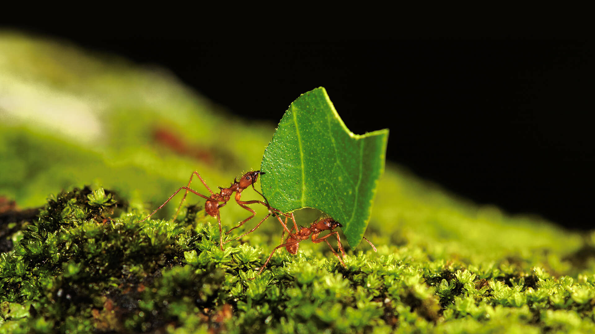 ant 桌布 壁紙 — 兩隻紅蟻協作搬運一片鮮綠的葉子，穿越在戲劇性光線下茂密的苔蘚表面。