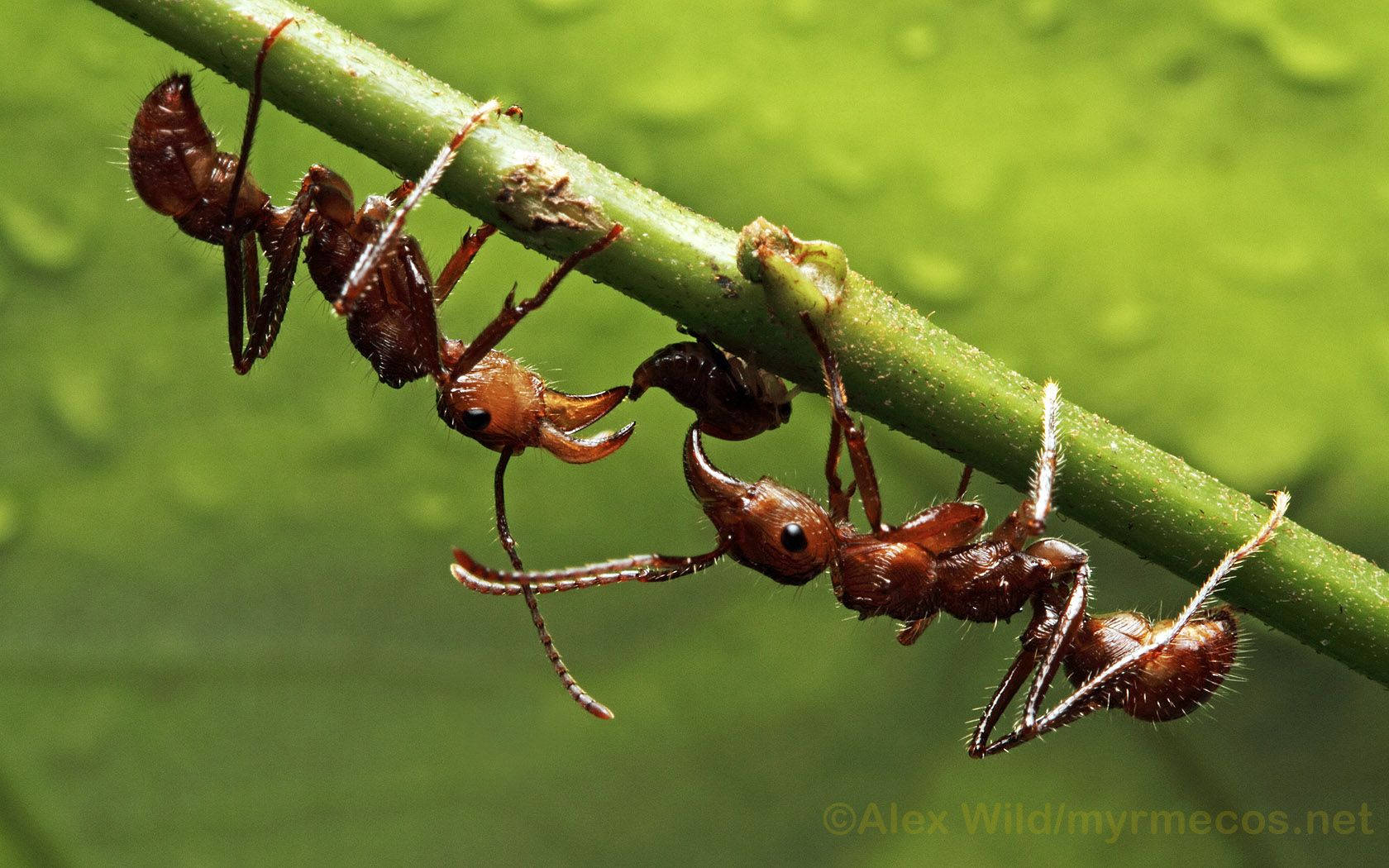 Insect 桌布 壁紙 — 兩隻紅褐色螞蟻，帶有突出的下顎，在沾滿露水的綠色莖上互動，背景是柔和模糊的葉子。