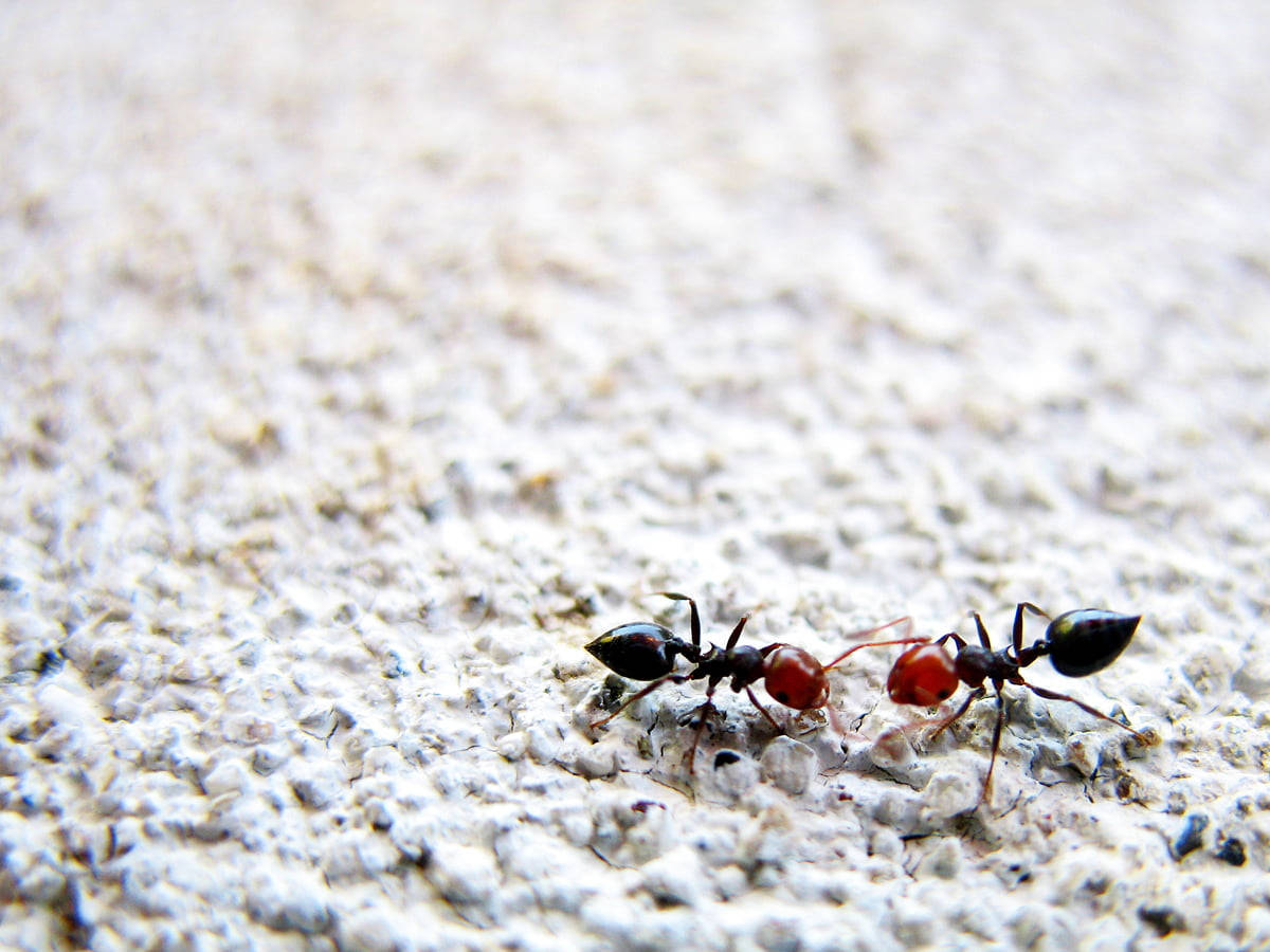ant 桌布 壁紙 — 兩隻紅頭螞蟻在紋理淺灰色混凝土表面上進行微距拍攝互動。