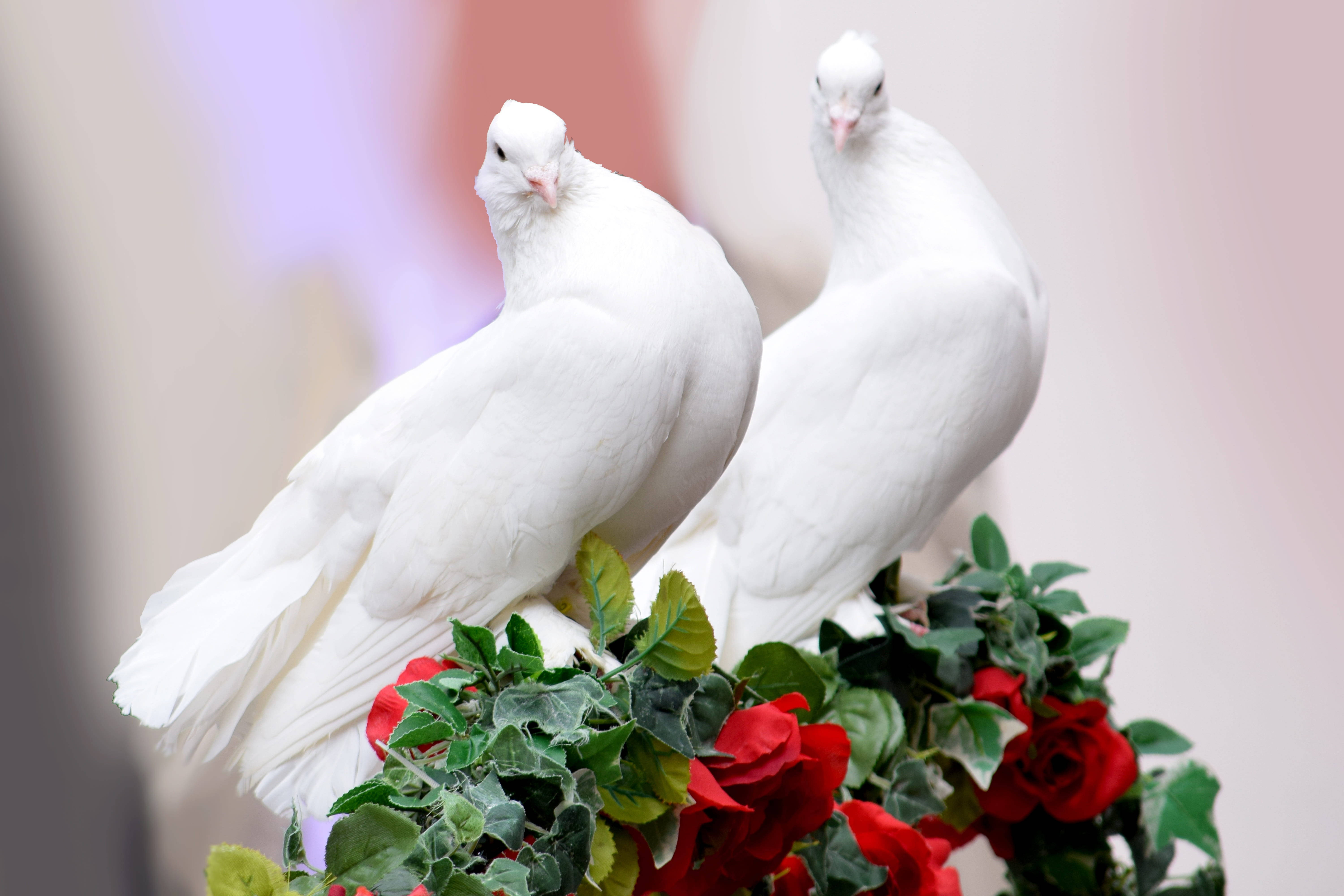 birds 桌布 壁紙 — 兩隻純潔的白鴿優雅地棲息在茂密的鮮紅玫瑰和綠葉灌木叢上。