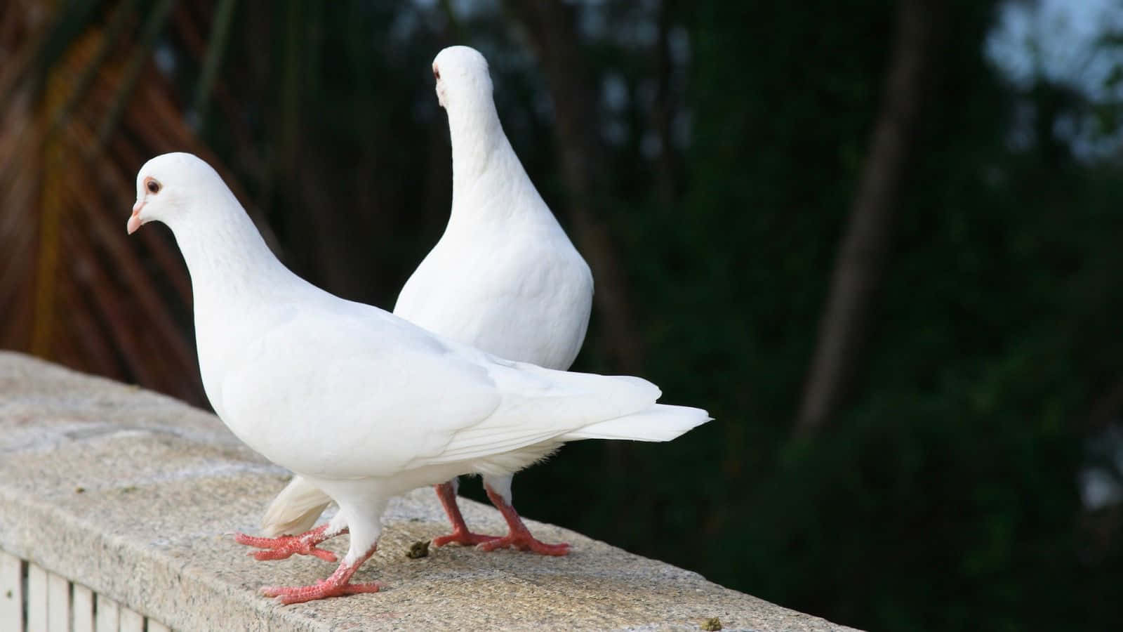 Dove 桌布 壁紙 — 兩隻純白鴿子並排站在紋理石架上，身後是模糊的綠色樹葉。