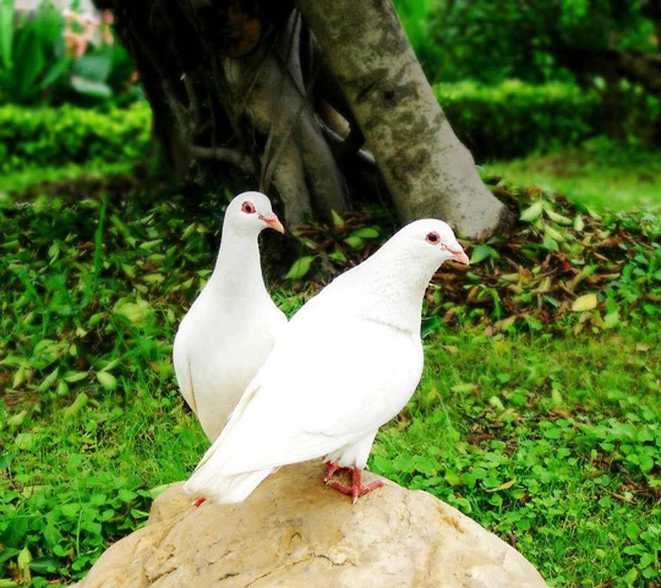 鳥 桌布 壁紙 — 兩隻純白鴿子平靜地棲息在陽光照耀的石頭上，周圍是茂密的綠草和彎曲的樹幹。
