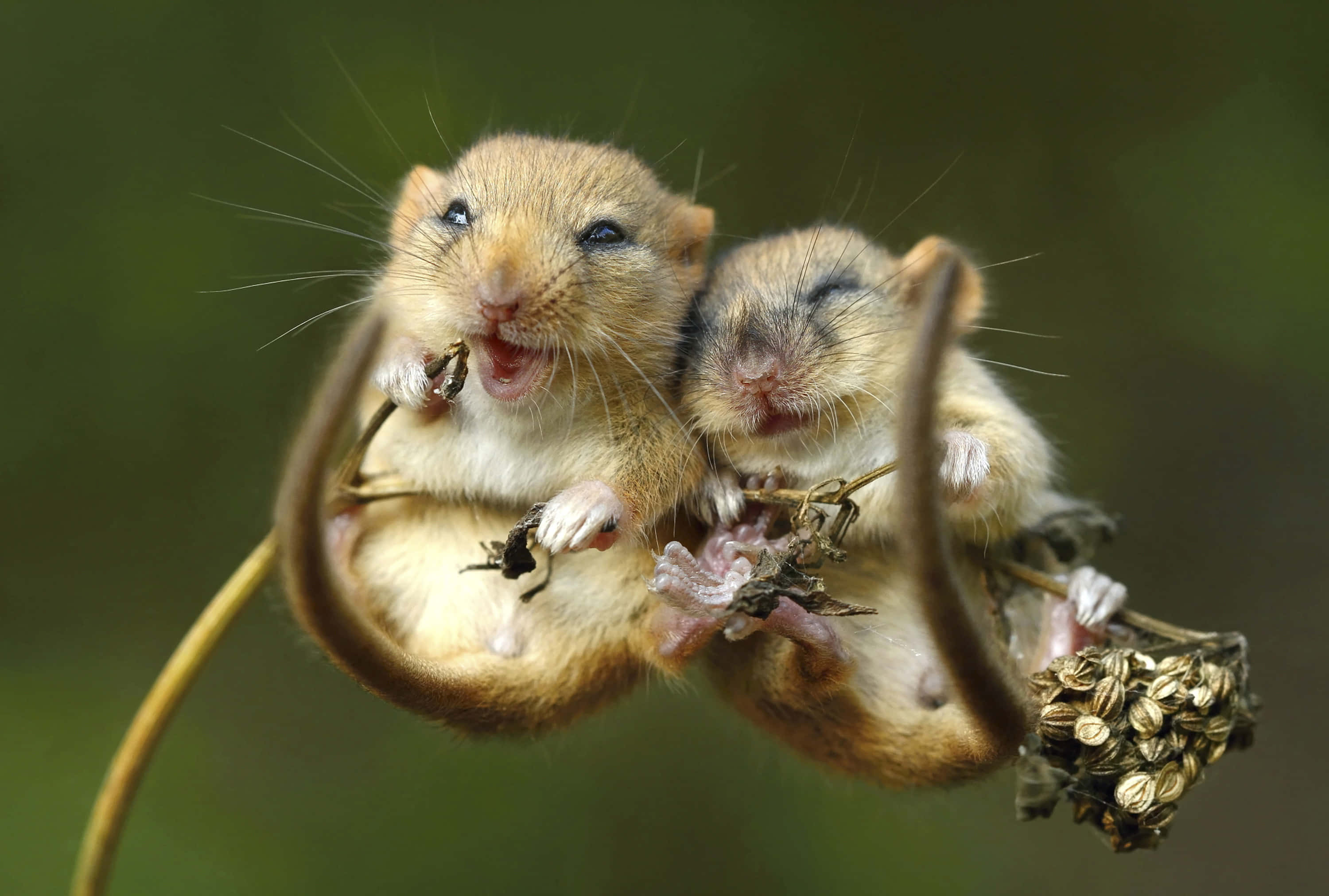 Mouse 桌布 壁紙 — 兩隻細小的田鼠抓住一條乾花莖，一隻在打哈欠，另一隻在柔和的綠色背景下安詳地睡覺。