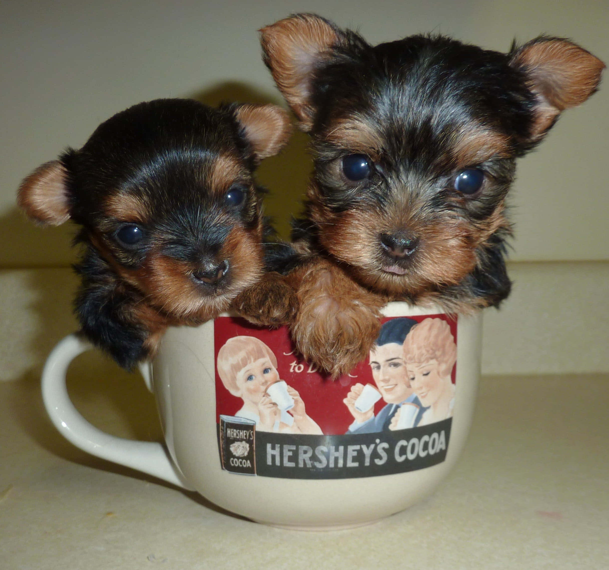 Teacup Yorkie 桌布 壁紙 — 兩隻細小的約克夏㹴幼犬，有著大大的藍眼睛，從復古Hershey's可可杯邊緣探出頭來。