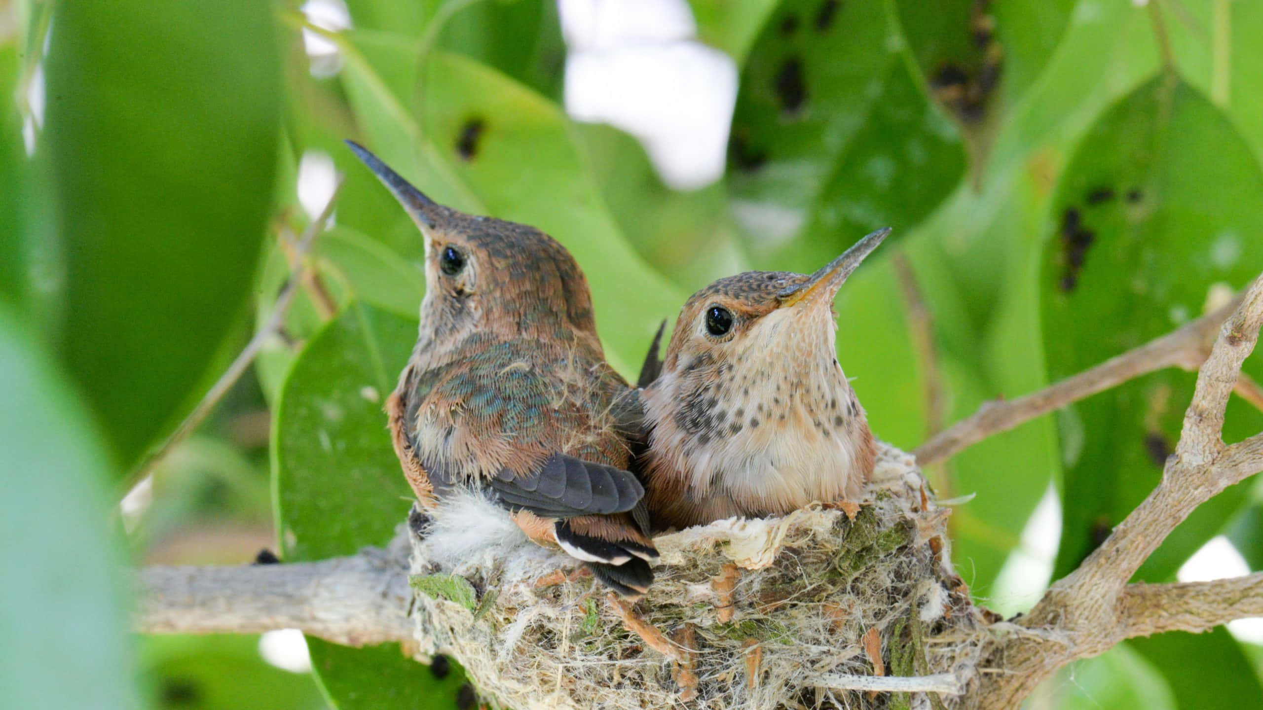 Hummingbird Nest 桌布 壁紙 — 兩隻細小的蜂鳥並排棲息在一個精緻編織的巢中，巢穴隱藏在鮮綠的葉子之間。