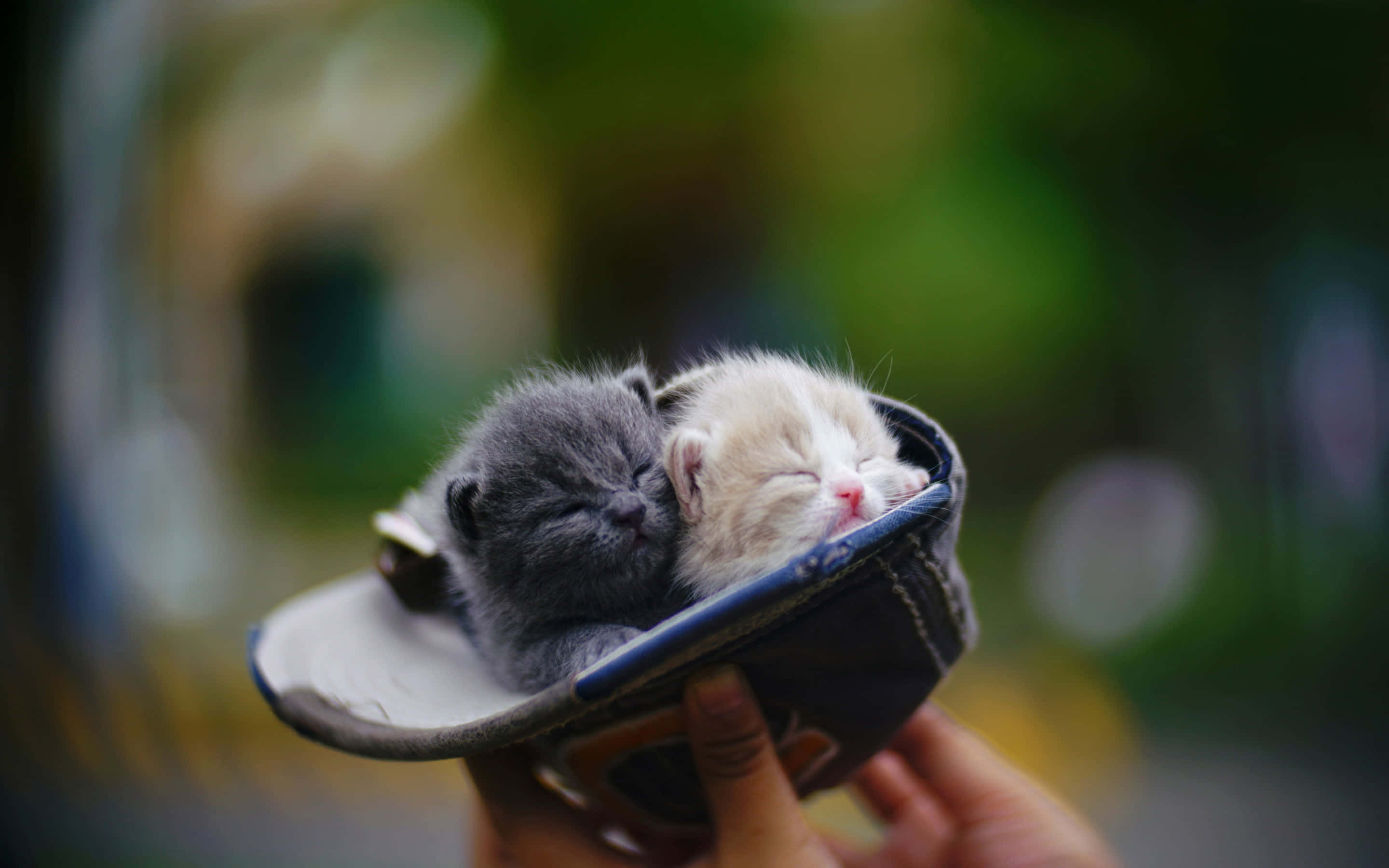 Kitten Cat 桌布 壁紙 — 兩隻細小睡著的小貓，一灰一奶白色，依偎在一起，放在一個小小的深色鞋子裡，由一個人輕輕地捧在手中。