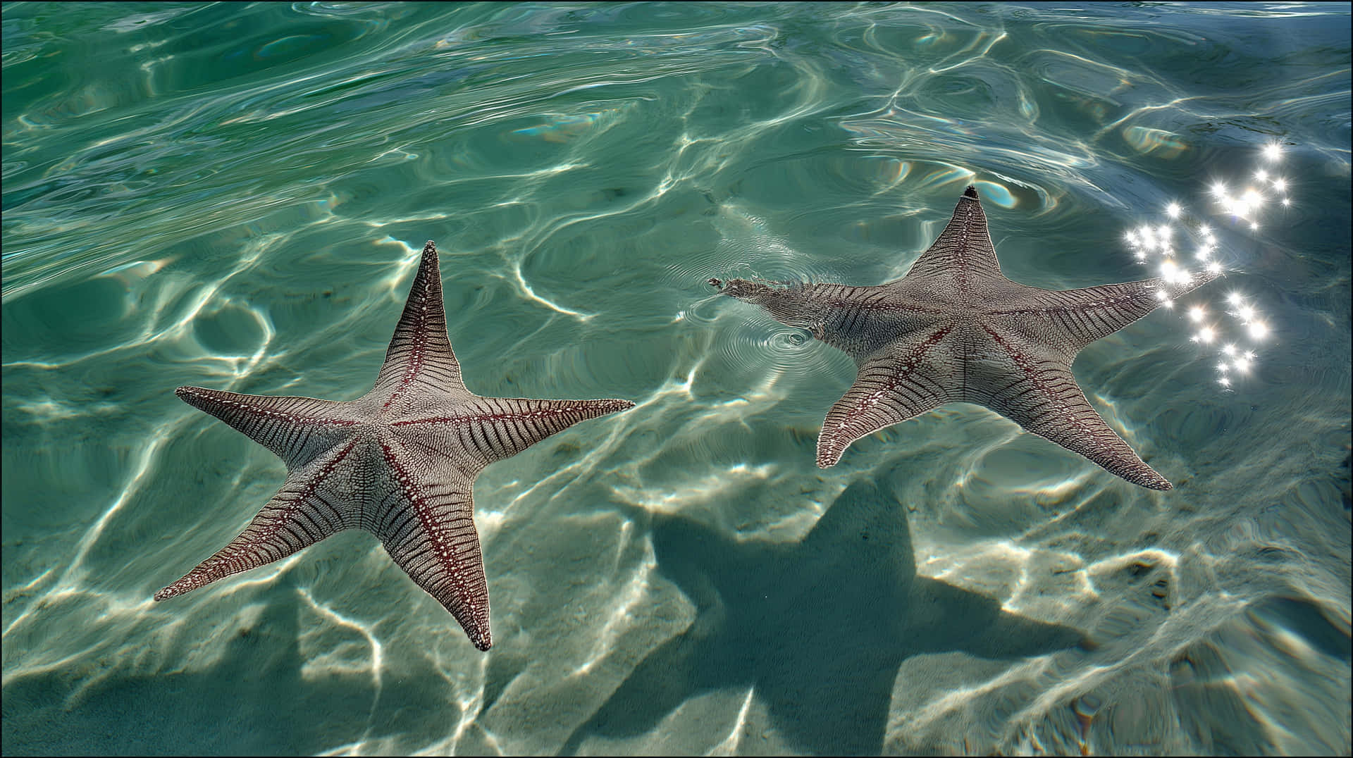 Sunlit Underwater Scene with Shells and Starfish Details 壁紙 — 兩隻細節清晰的海星在陽光照耀的沙質海床上休息，海水清澈碧綠，帶有閃爍的光影圖案。