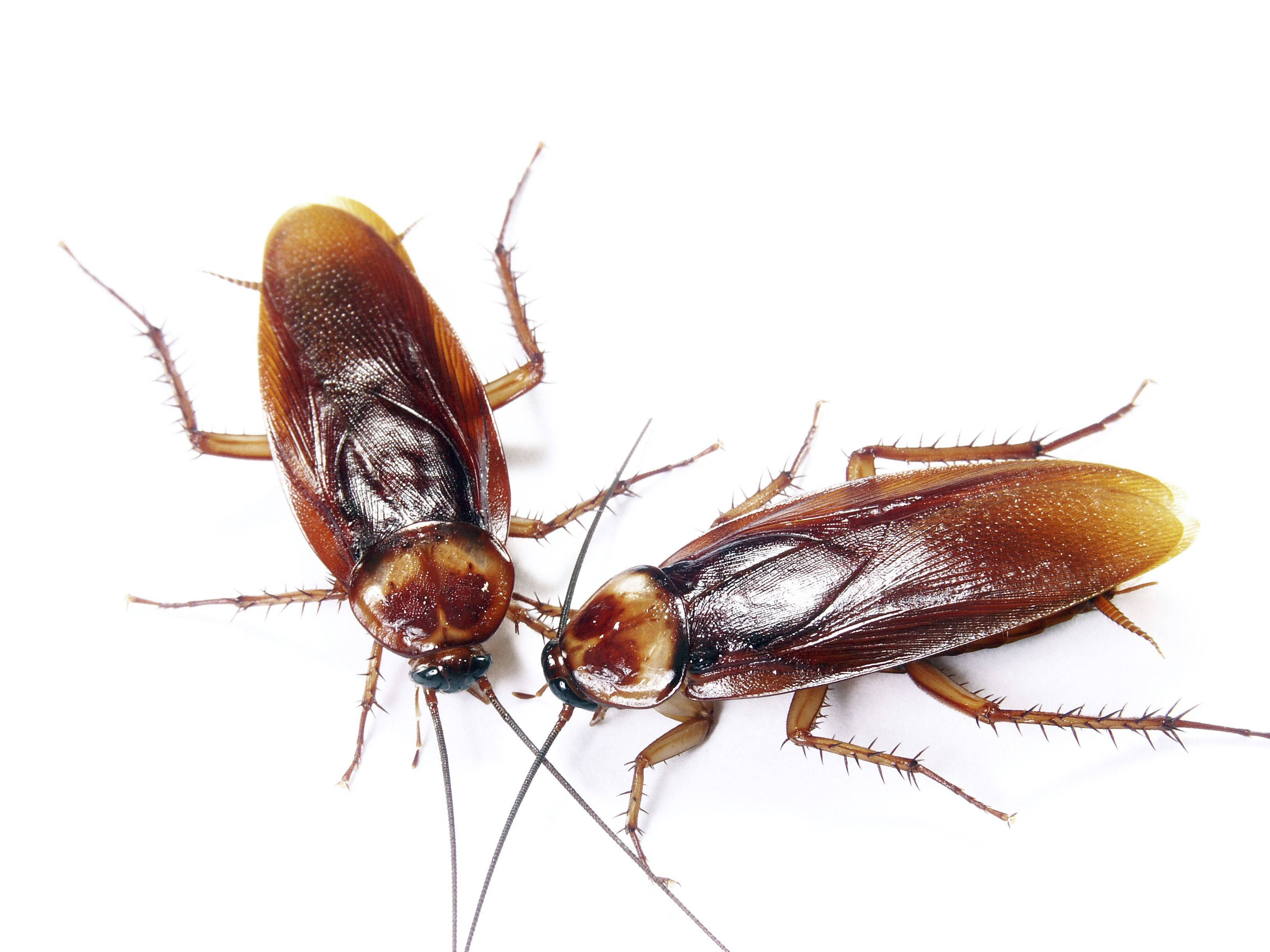 Cockroach 桌布 壁紙 — 兩隻細節清晰的蟑螂在純白背景上互相面對，展示出牠們分節的身體和多刺的腿。