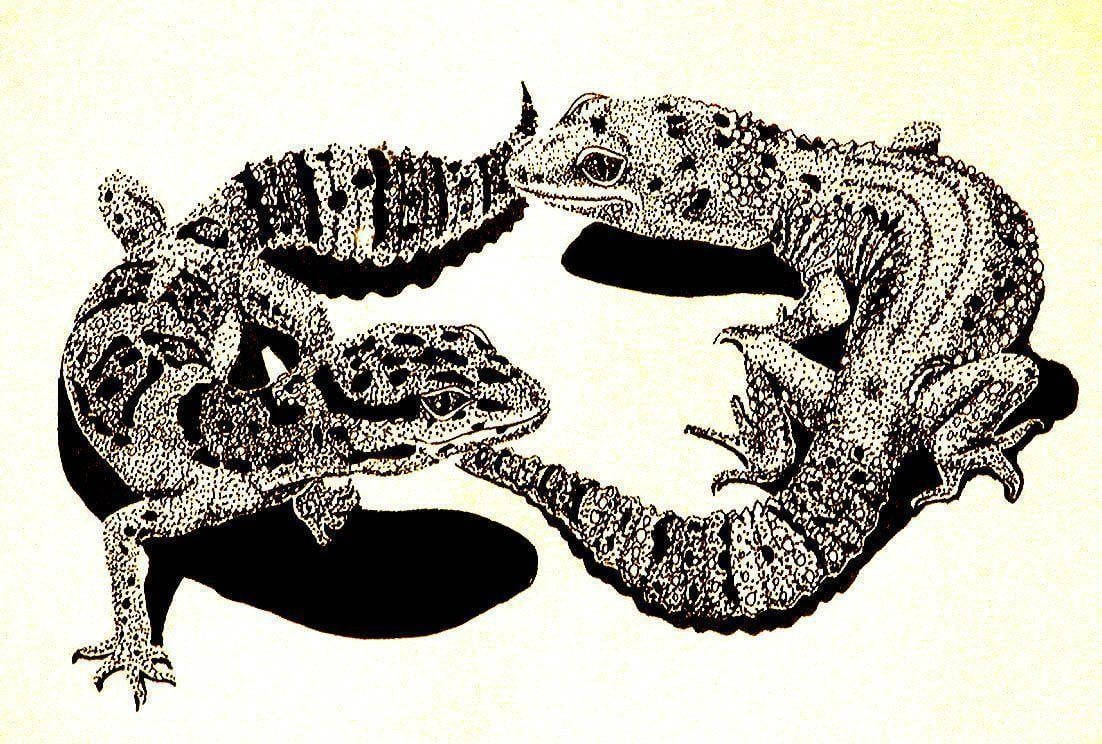 Leopard Gecko 桌布 壁紙 — 兩隻細節精緻的壁虎在黑白點畫風格插圖中面對面。