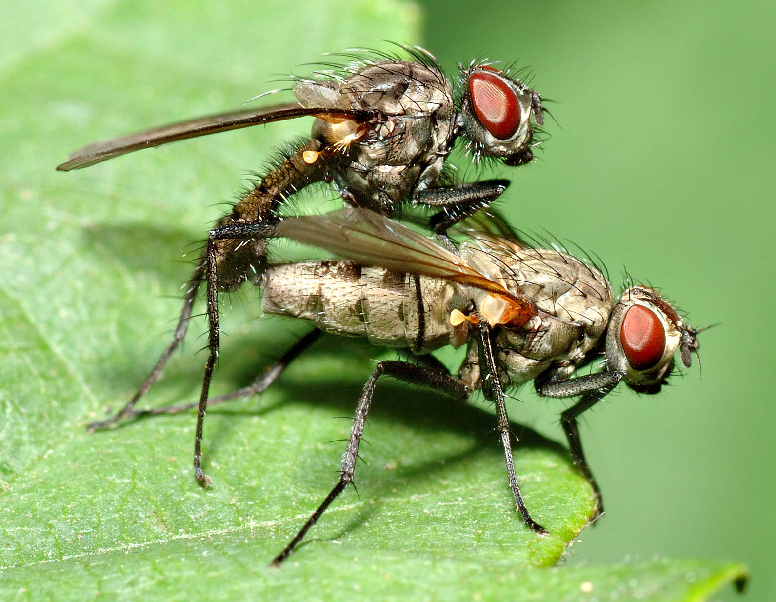fly 桌布 壁紙 — 兩隻細節豐富的蒼蠅在鮮綠色的葉子上交配，在明亮的日光下。