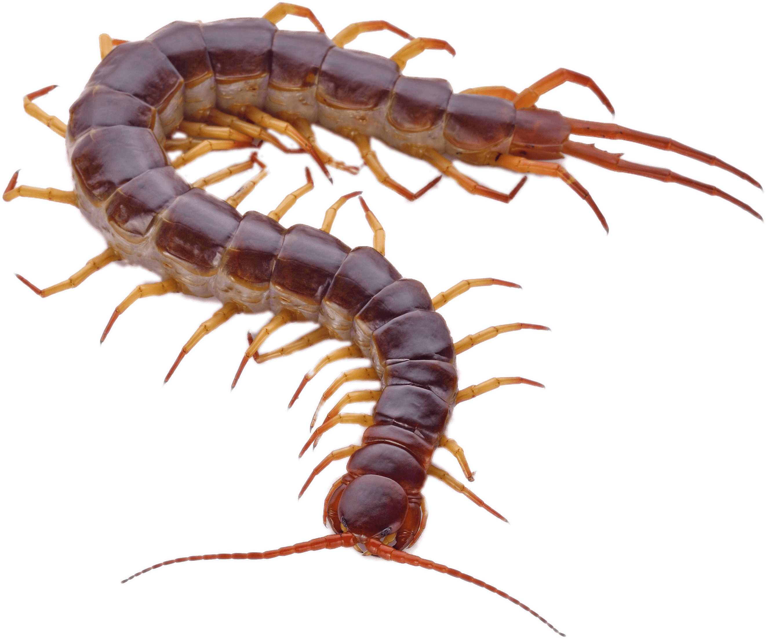 Centipede 桌布 壁紙 — 兩隻細節豐富的蜈蚣，深棕色分節身體和橙色腿，蜷縮在純黑色背景上。