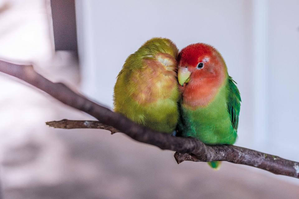 Nature Love 桌布 壁紙 — 兩隻綠色和紅色羽毛的愛情鳥在柔和的模糊背景下，緊緊依偎在深色樹枝上。