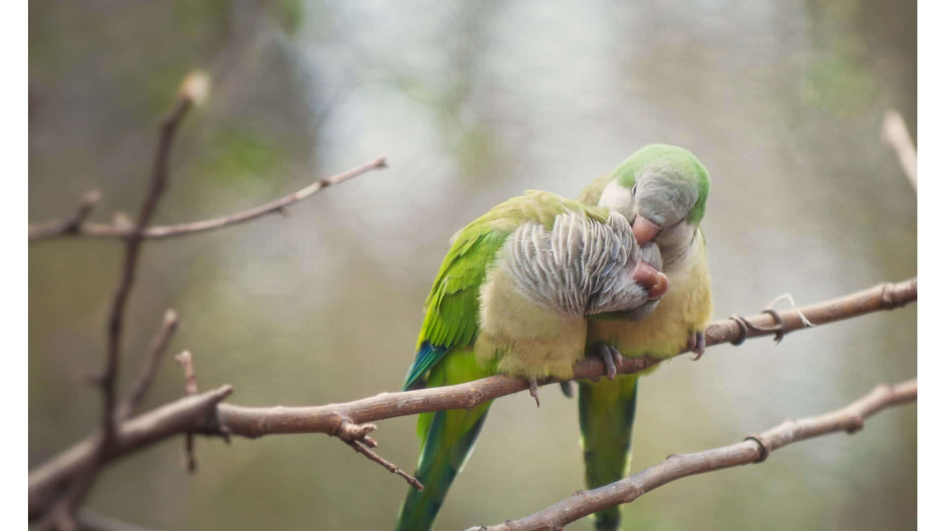 birds 桌布 壁紙 — 兩隻綠色長尾鸚鵡緊貼在光禿的樹枝上，一隻溫柔地蹭著另一隻。