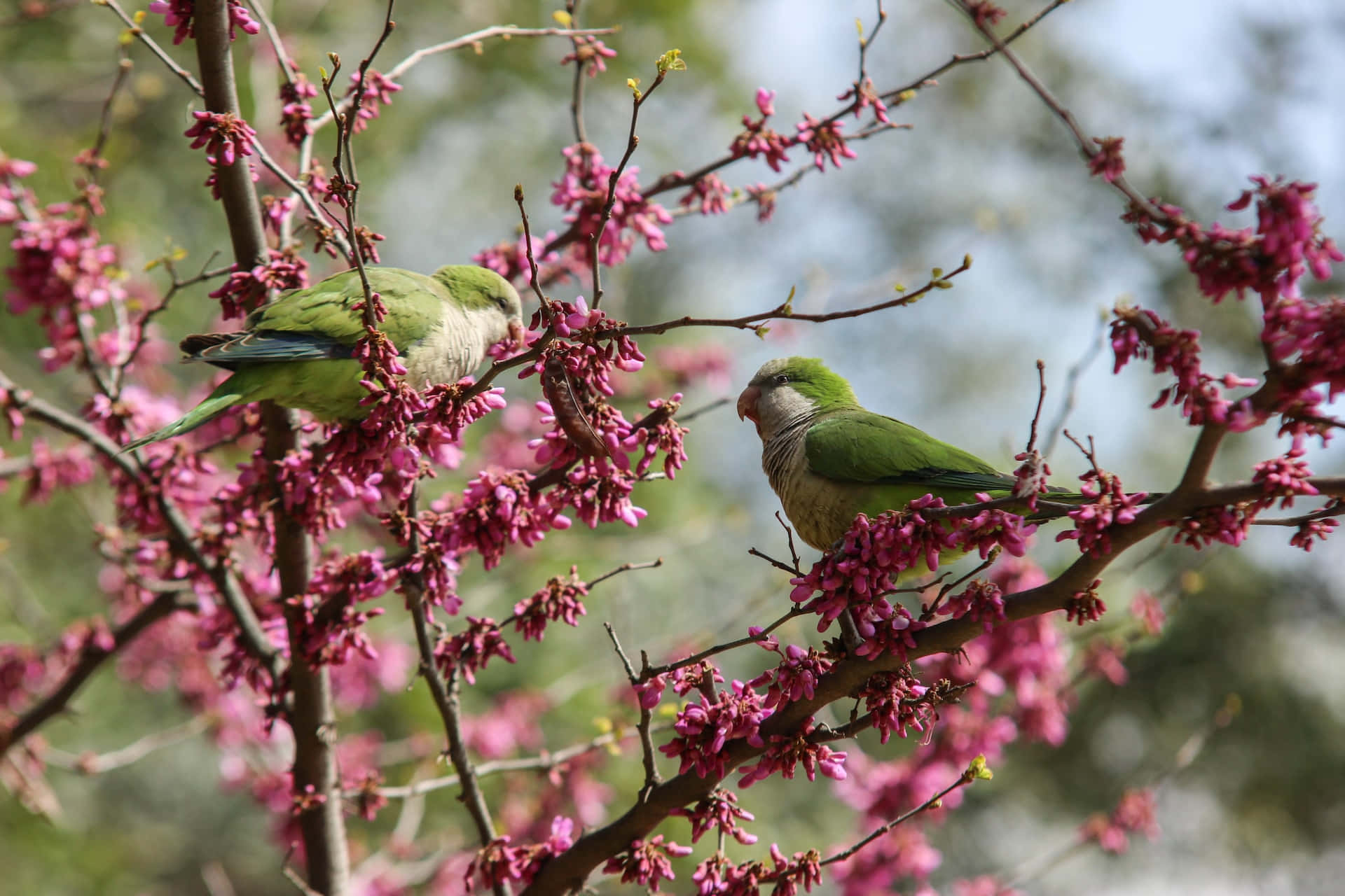 Spring Birds 桌布 壁紙 — 兩隻綠色鸚鵡棲息在裝飾著鮮豔粉紅色花朵的樹枝上，背景柔和模糊。
