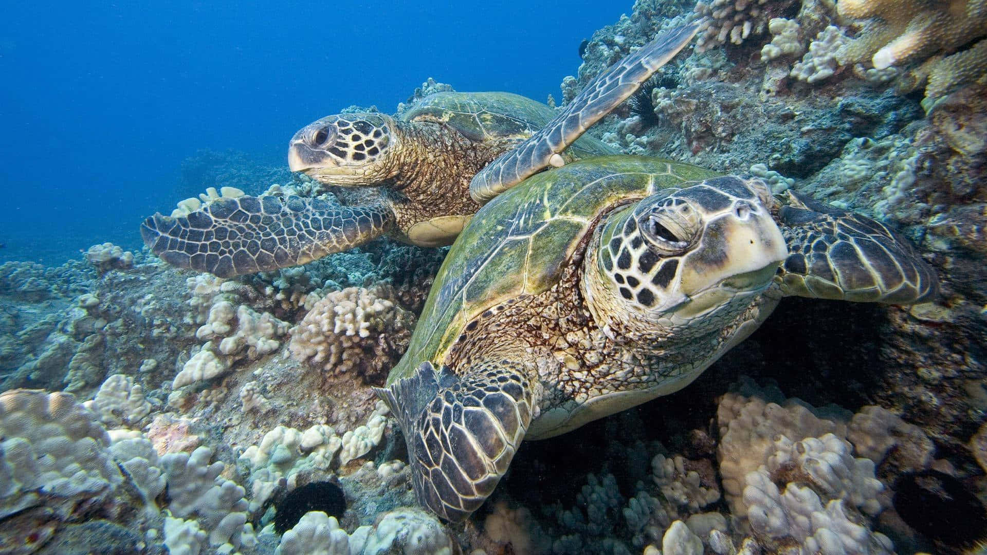 sea turtle 桌布 壁紙 — 兩隻綠蠵龜在清澈湛藍的海水下，優雅地穿梭於色彩繽紛的珊瑚礁之間。