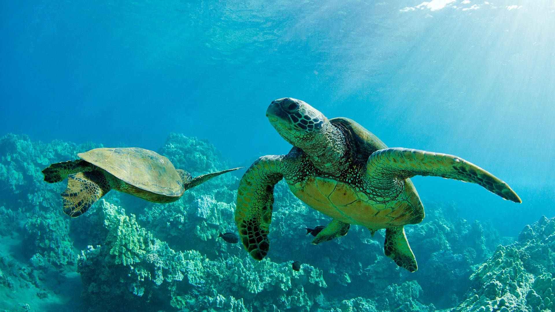sea turtle 桌布 壁紙 — 兩隻綠蠵龜在陽光普照的碧綠海水中，優雅地滑過色彩繽紛的珊瑚礁上方。
