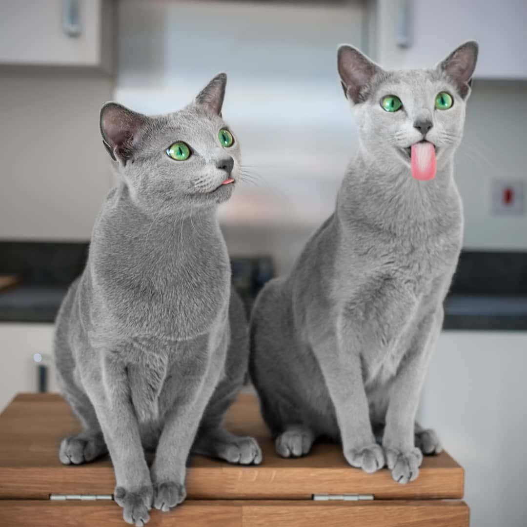 Russian Blue Cat 桌布 壁紙 — 兩隻線條優美的灰色貓咪，擁有明亮的綠色眼睛，坐在木製櫃檯上，一隻在舔嘴唇，另一隻在明亮的廚房裡看向別處。
