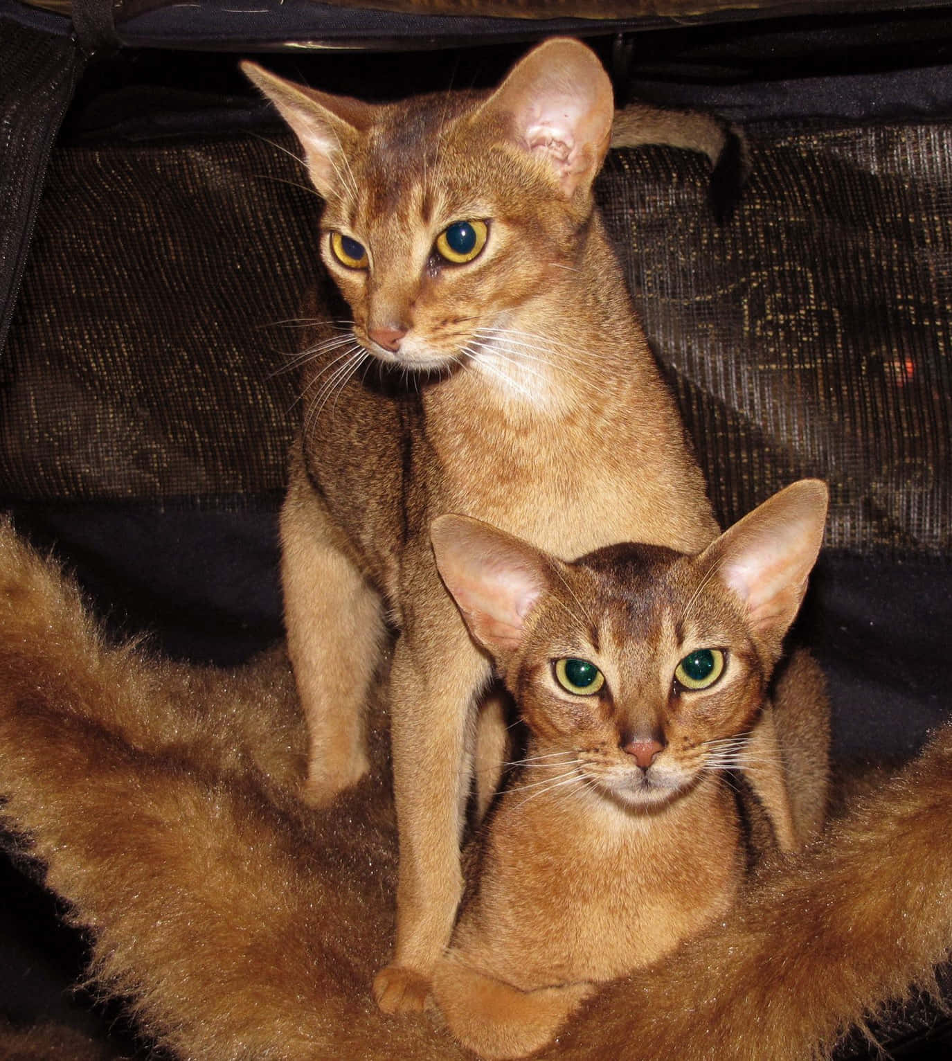 Abyssinian 桌布 壁紙 — 兩隻纖細的阿比西尼亞貓，有著引人注目的綠色眼睛，警覺地坐在深色紋理表面上，牠們的金棕色毛髮在溫暖的光線下閃閃發光。
