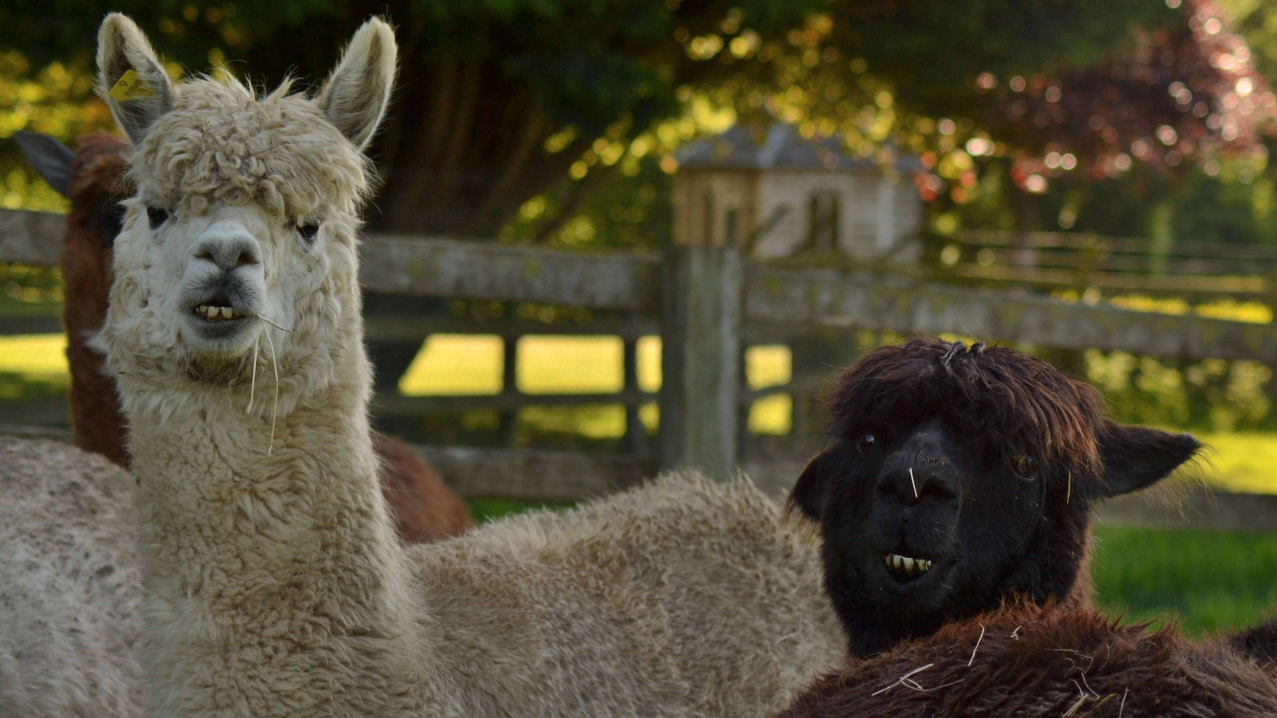 Alpaca 桌布 壁紙 — 兩隻羊駝，一隻淺米色和一隻黑色，毛茸茸的，在陽光明媚的圍欄牧場好奇地看著鏡頭。