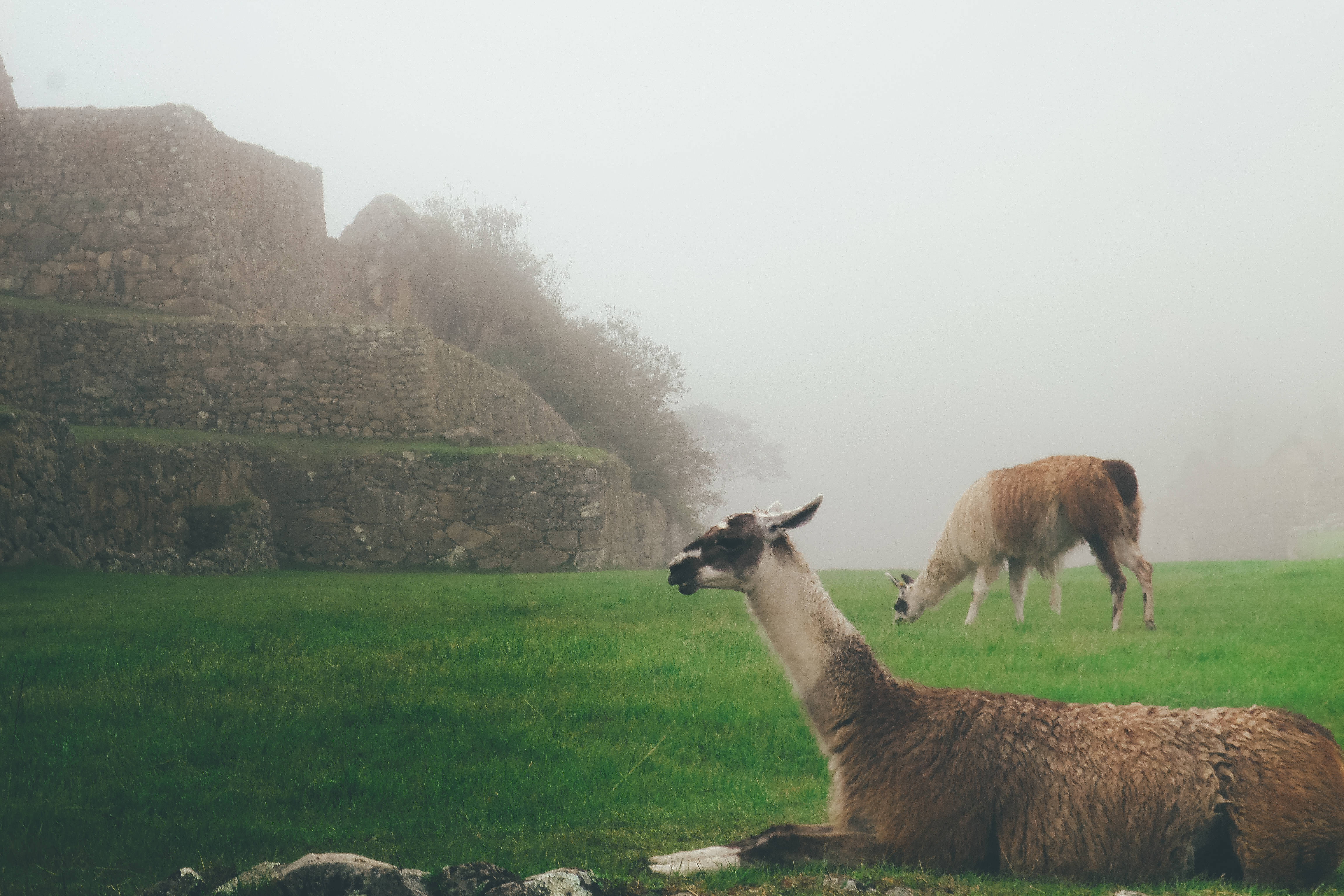 Alpaca 桌布 壁紙 — 兩隻羊駝在濃霧籠罩的古老石頭遺跡前的鮮綠色草地上休息。