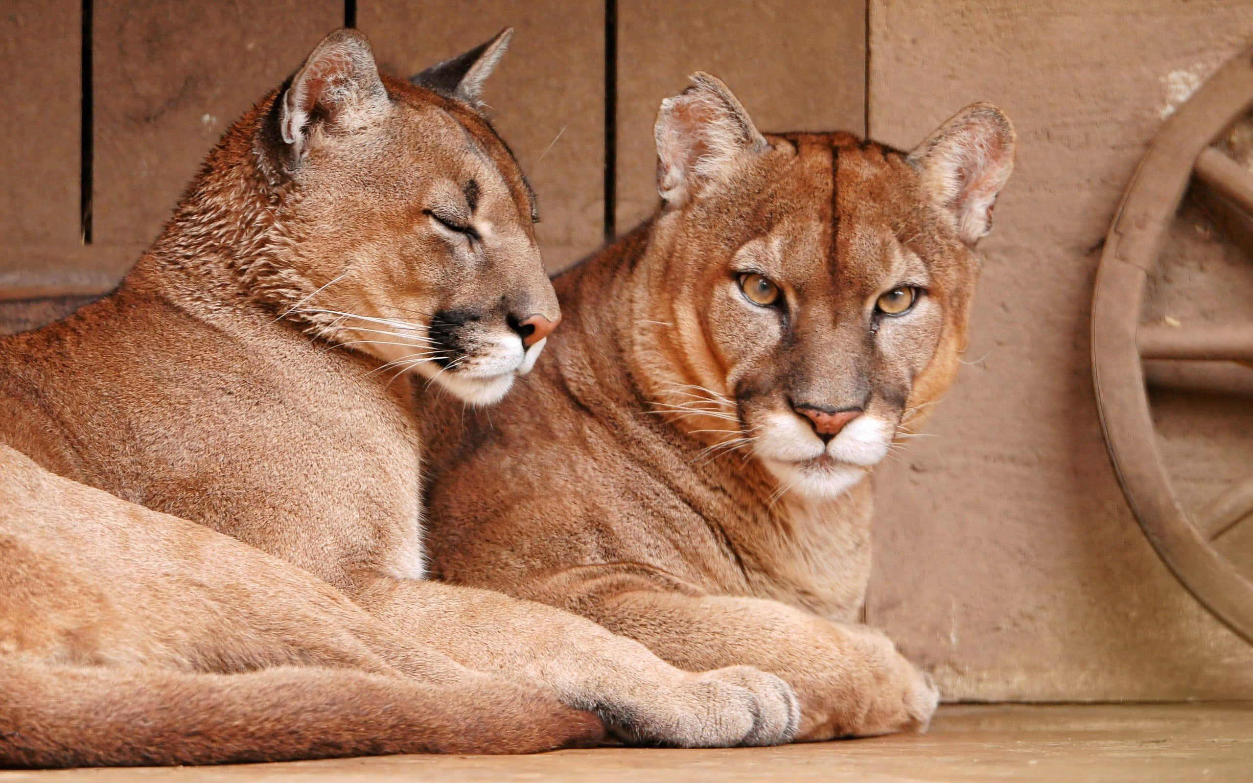 Puma 桌布 壁紙 — 兩隻美洲獅平靜地休息，一隻睡覺，另一隻警覺地對著質樸的木質背景。
