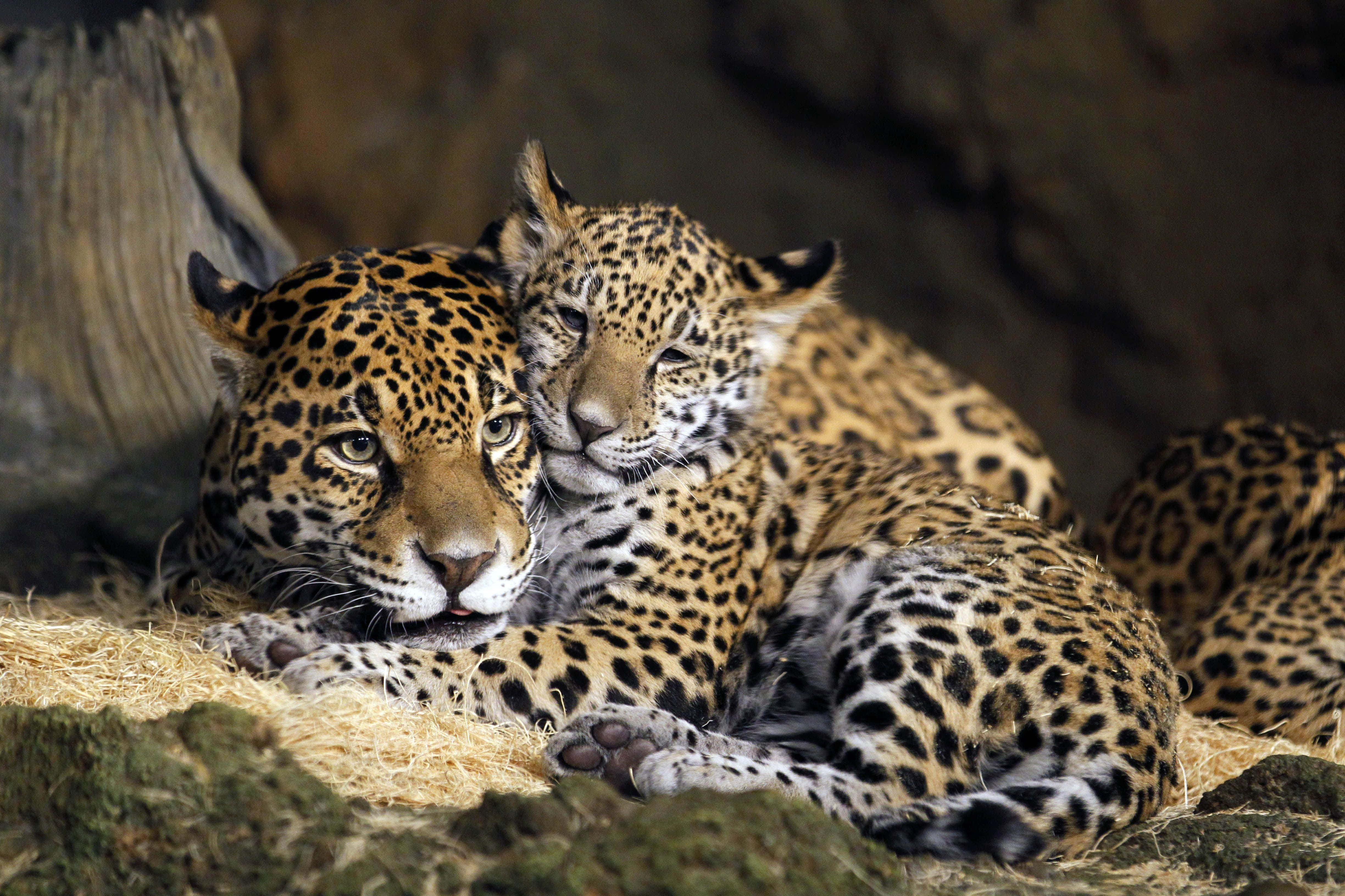 Jaguar 桌布 壁紙 — 兩隻美洲豹在昏暗的自然主義圍欄內，緊密地躺在稻草和岩石上休息。