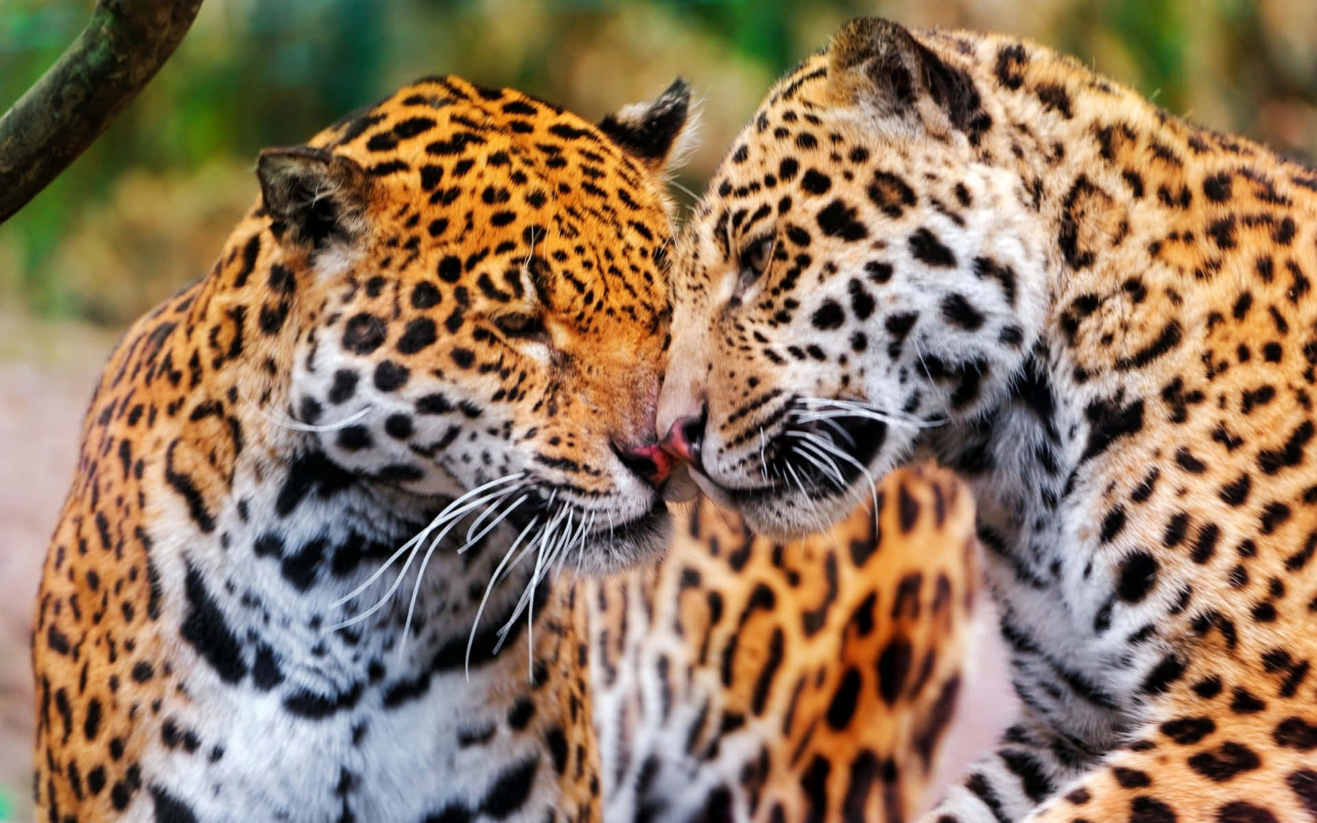 Jaguar 桌布 壁紙 — 兩隻美洲豹在茂密的綠色森林中親暱地用鼻子互相摩擦。