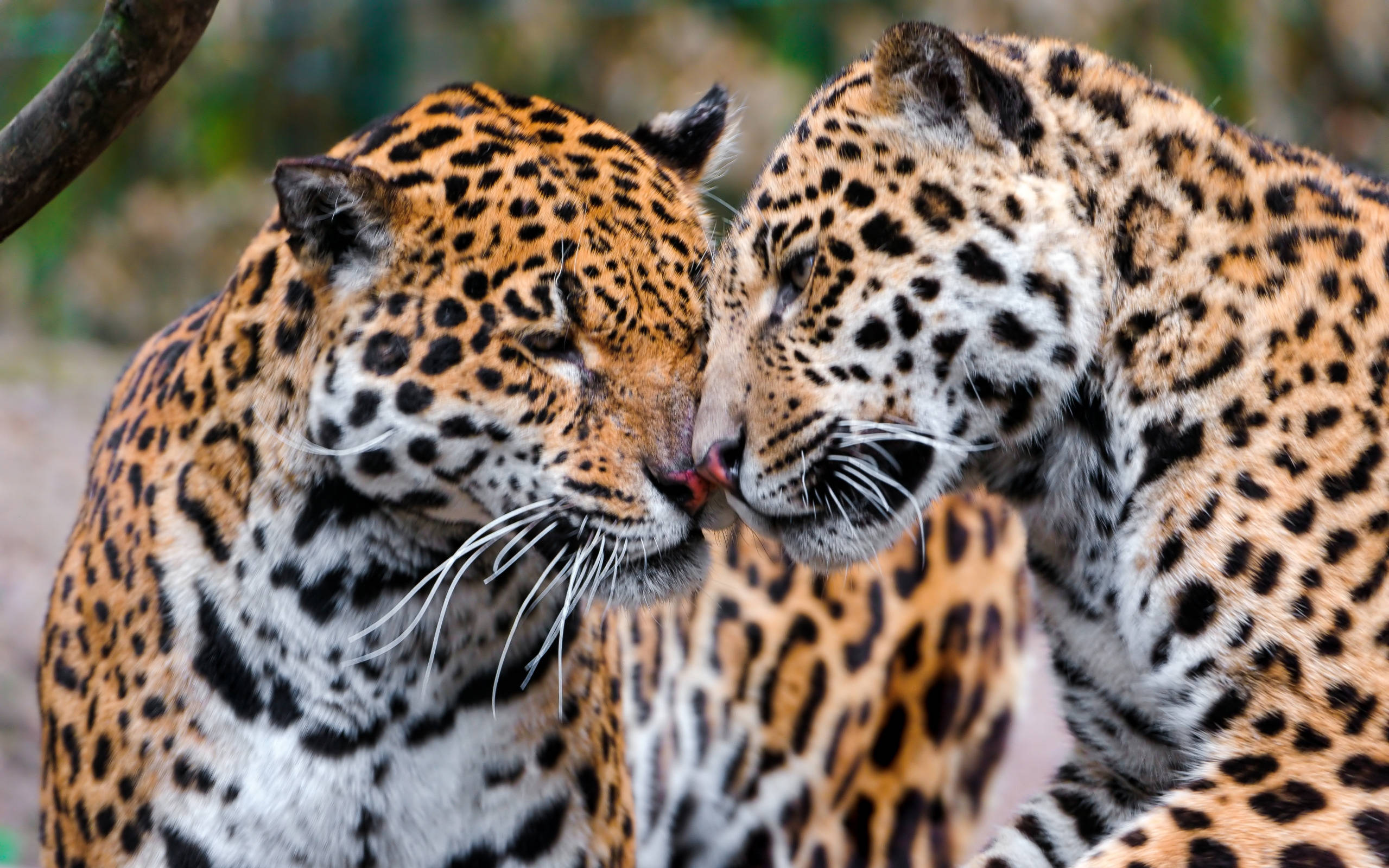 Jaguar 桌布 壁紙 — 兩隻美洲豹在茂密的綠色森林中閉著眼睛親暱地依偎。