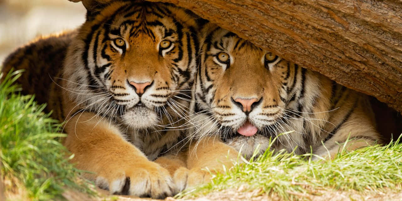 Bengal Tiger 桌布 壁紙 — 兩隻老虎在木頭下休息，其中一隻舔著嘴唇，周圍是綠草。