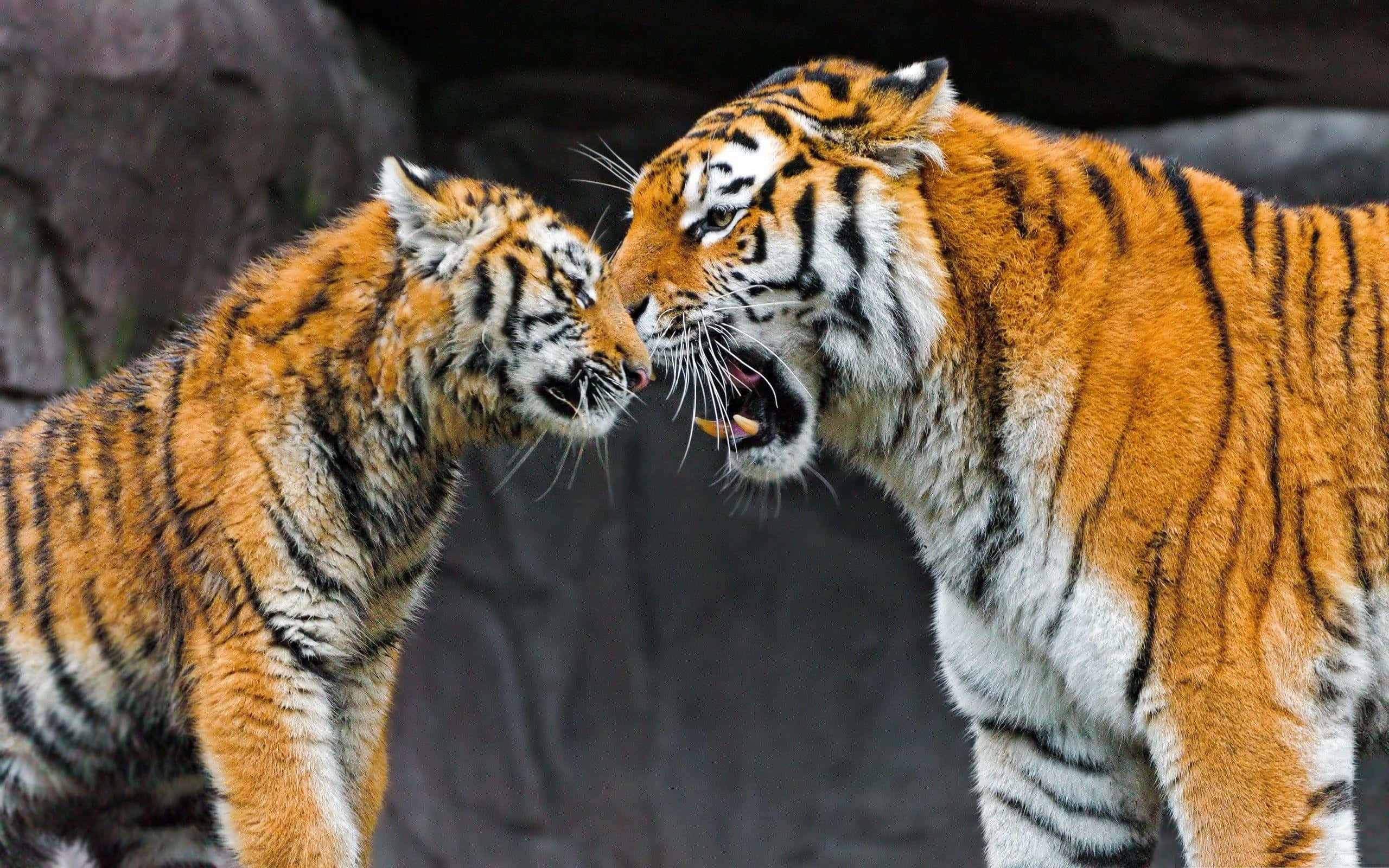 Zoo Animals 桌布 壁紙 — 兩隻老虎在黑暗岩石背景下張開嘴巴露出牙齒，進行緊張的對峙。