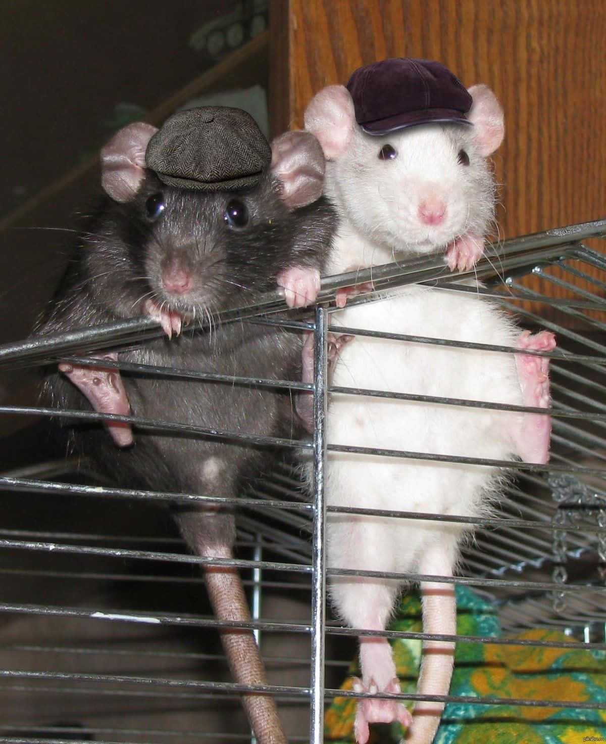 Rat 桌布 壁紙 — 兩隻老鼠，一灰一白，戴著小帽子好奇地從金屬籠欄杆上探頭張望。
