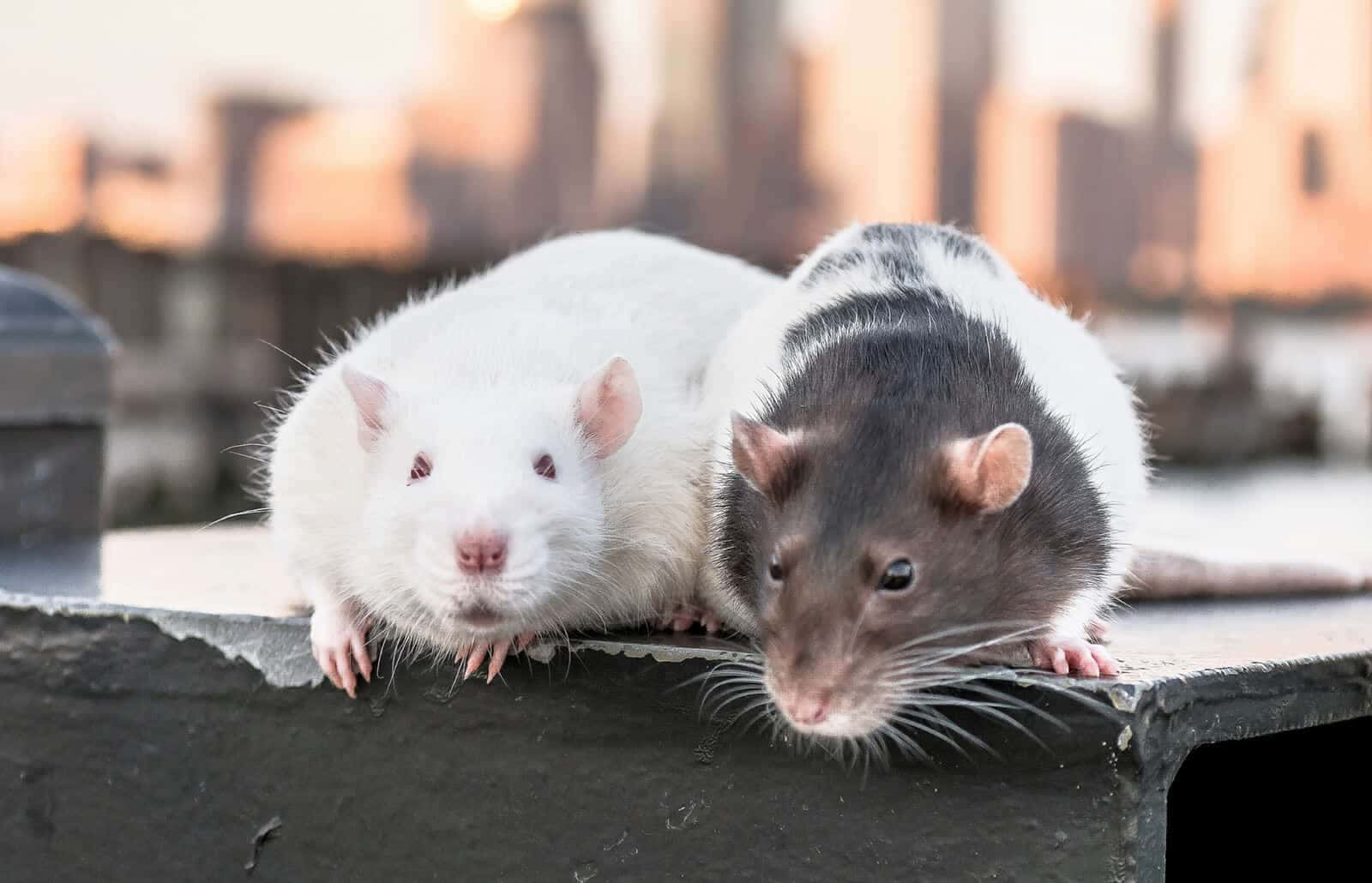 Rat 桌布 壁紙 — 兩隻老鼠，一白一黑，棲息在屋頂邊緣，背後是模糊的城市天際線在溫暖的日落光芒中閃耀。