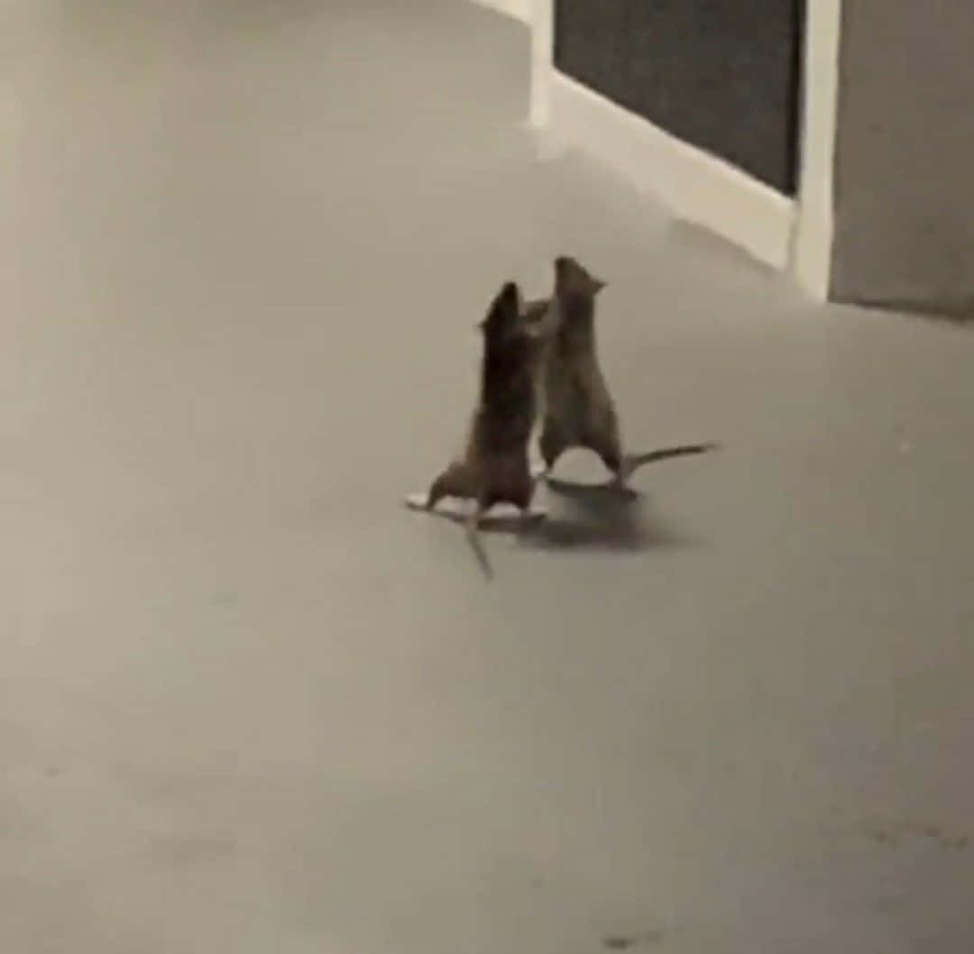 rats 桌布 壁紙 — 兩隻老鼠在昏暗的室內空間中，直立於普通地板上互相對望。
