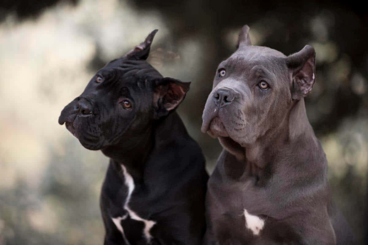 卡斯羅犬 桌布 壁紙 — 兩隻肌肉發達的卡斯羅犬，一黑一灰，帶著警覺的表情凝視前方，背景是柔和模糊的自然景色。
