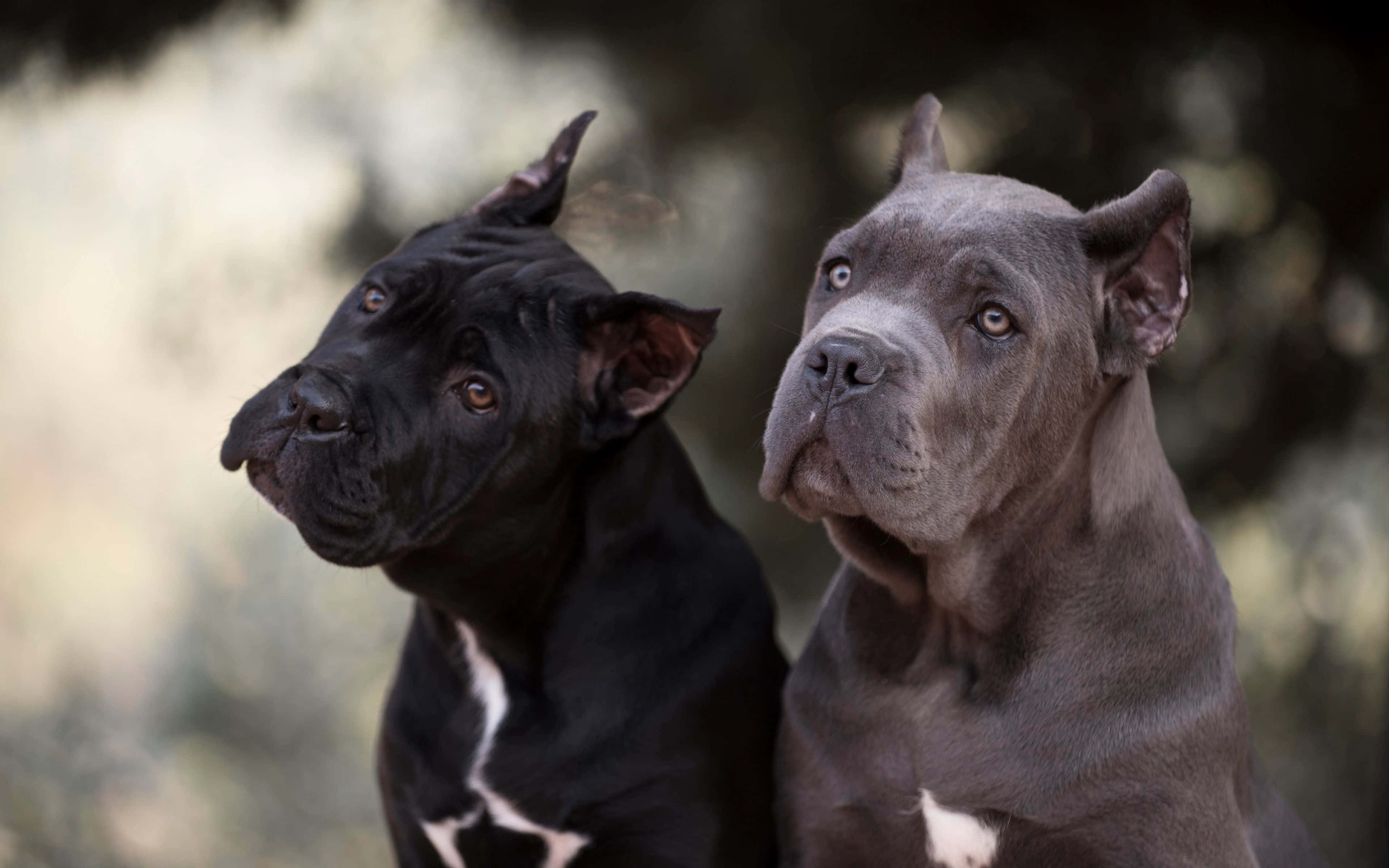 卡斯羅犬 桌布 壁紙 — 兩隻肌肉發達的卡斯羅犬，一黑一灰，並排而坐，警覺地向前凝視，背景是柔和模糊的自然景色。