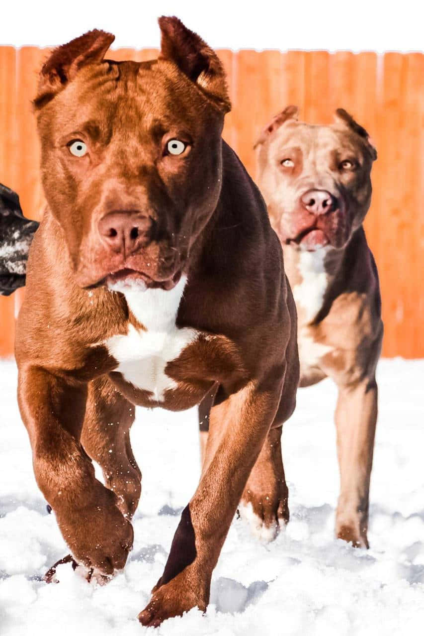 雪 桌布 壁紙 — 兩隻肌肉發達的比特犬在厚雪中狂奔，眼神專注，背景是木籬笆。