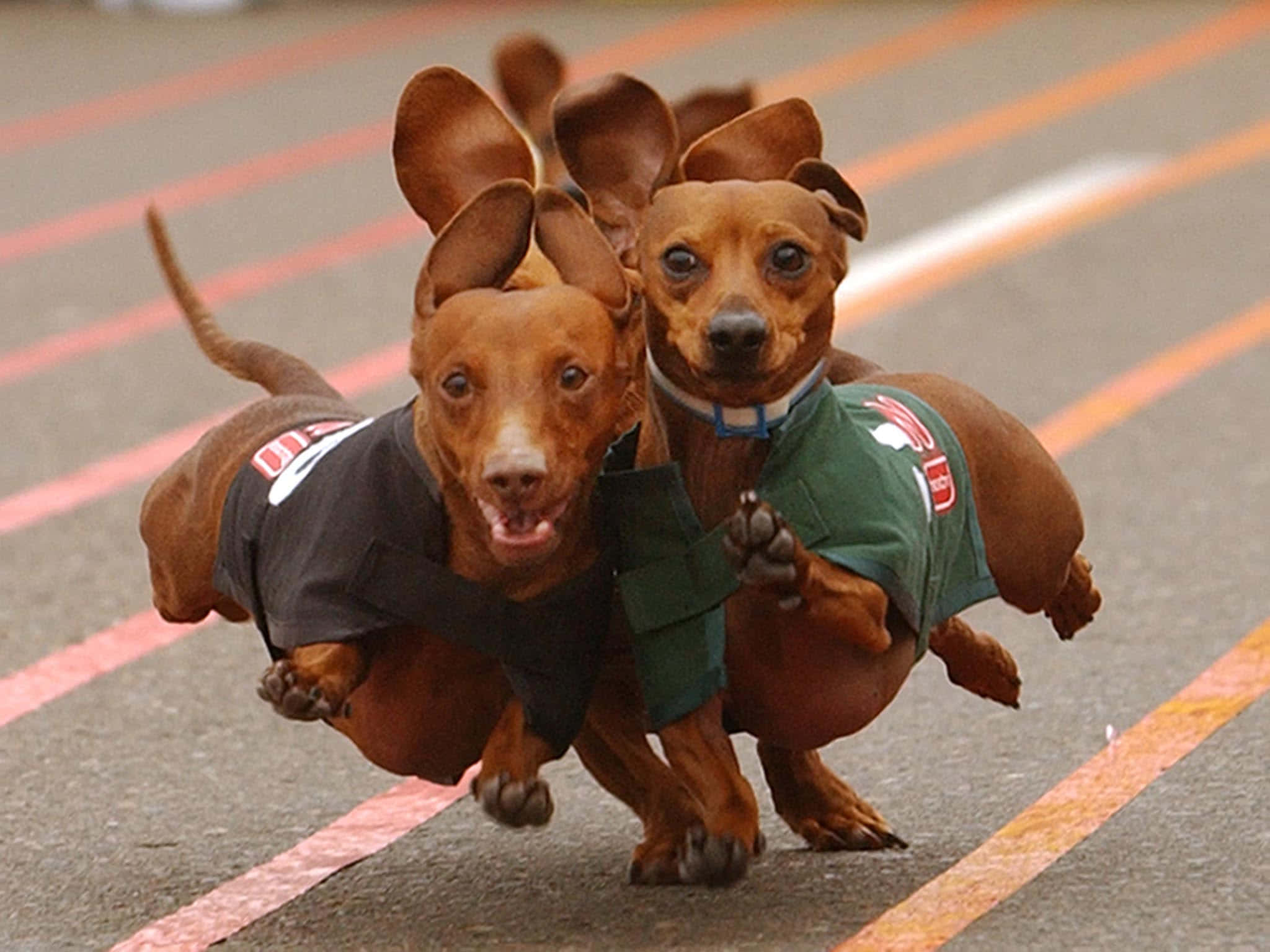 狗 桌布 壁紙 — 兩隻臘腸犬穿著賽車服在帶有橙色跑道標記的瀝青跑道上並肩衝刺。