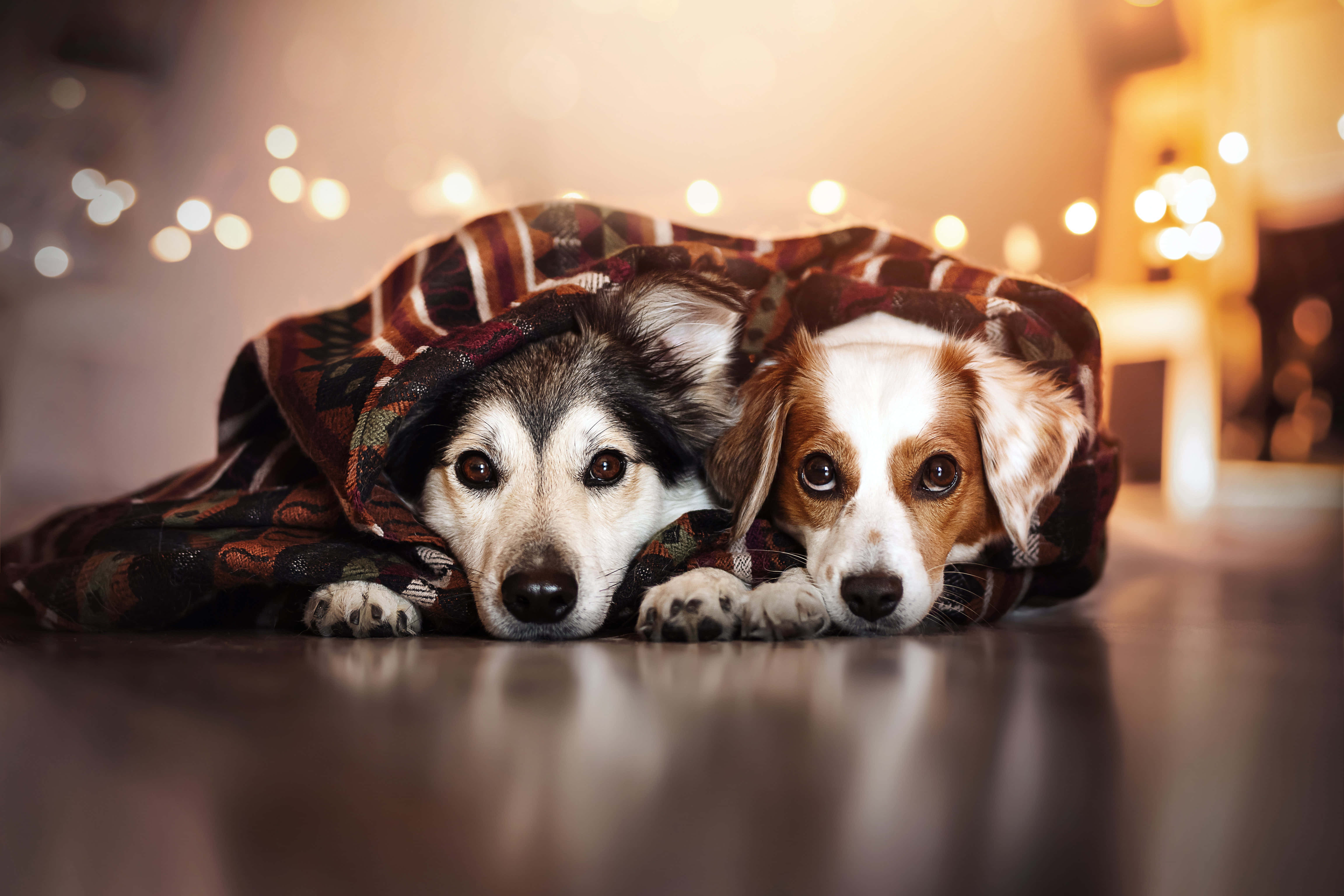Dogs 桌布 壁紙 — 兩隻舒適的狗從有圖案的毯子下探出頭來，背景中溫暖的散景燈光柔和地閃爍。