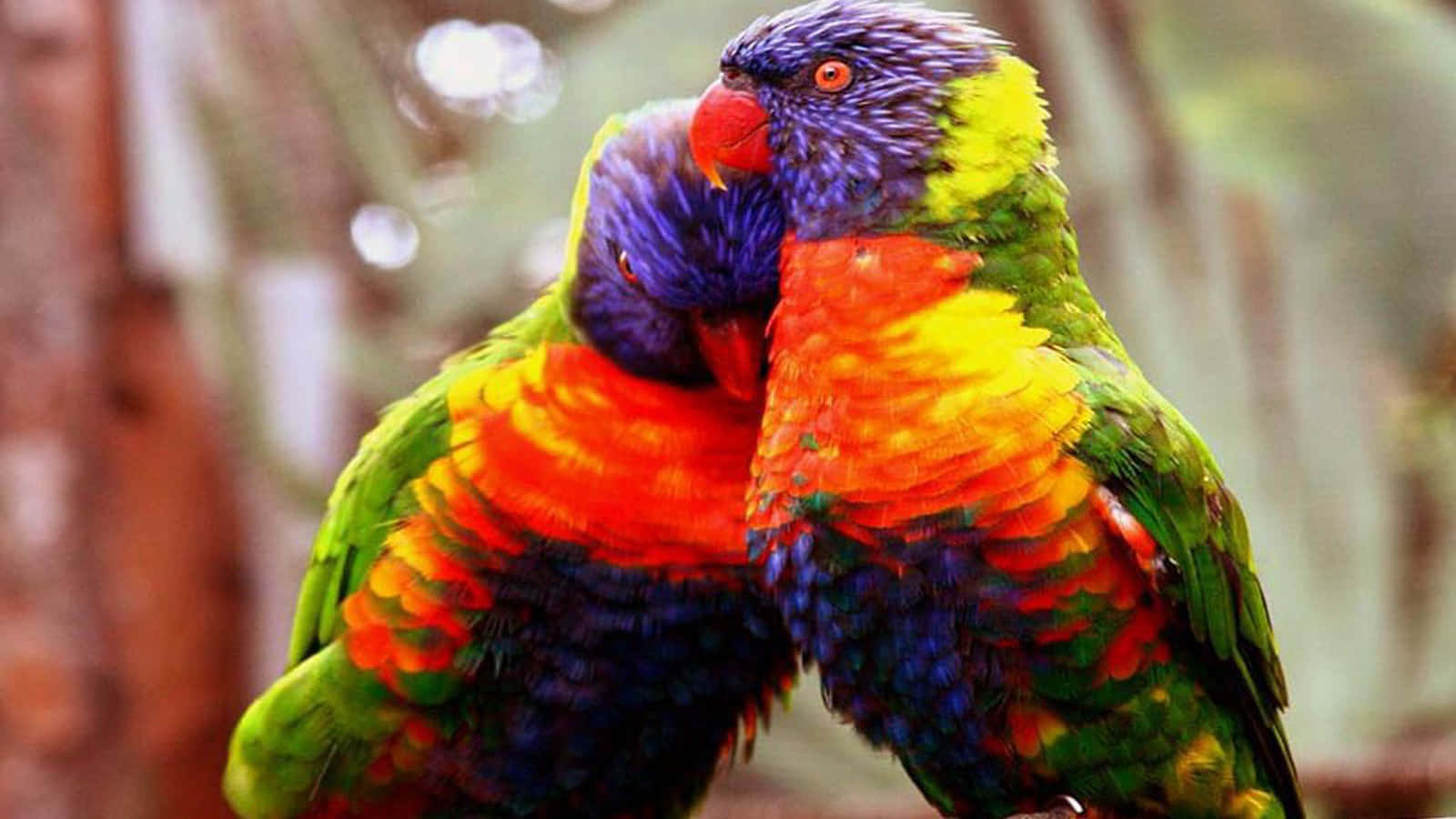birds 桌布 壁紙 — 兩隻色彩繽紛的彩虹鸚鵡在茂密的綠色森林環境中親暱地依偎在一起。