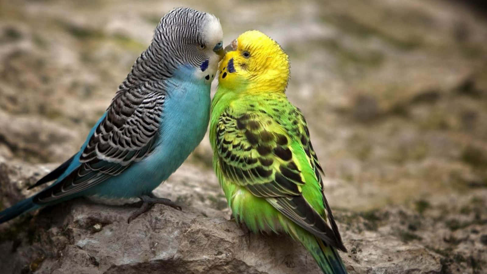 birds 桌布 壁紙 — 兩隻色彩繽紛的虎皮鸚鵡，擁有藍色和綠色的羽毛，在紋理岩石表面上親密地依偎。