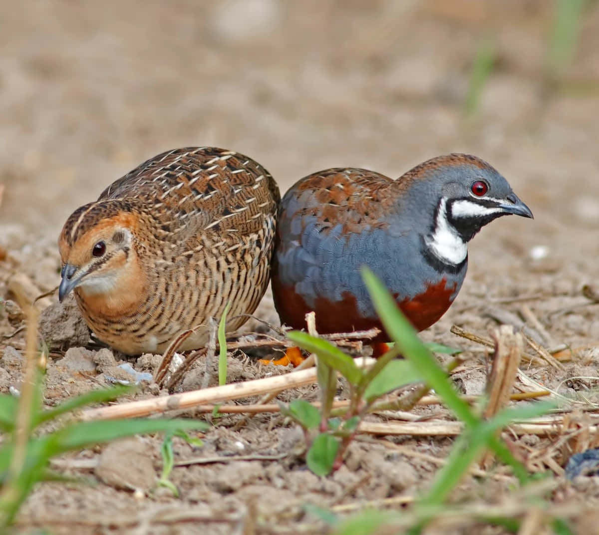Quail 桌布 壁紙 — 兩隻色彩繽紛的鵪鶉，帶有複雜的羽毛圖案，在乾燥的土地上緊密地站在一起，周圍是稀疏的綠草。