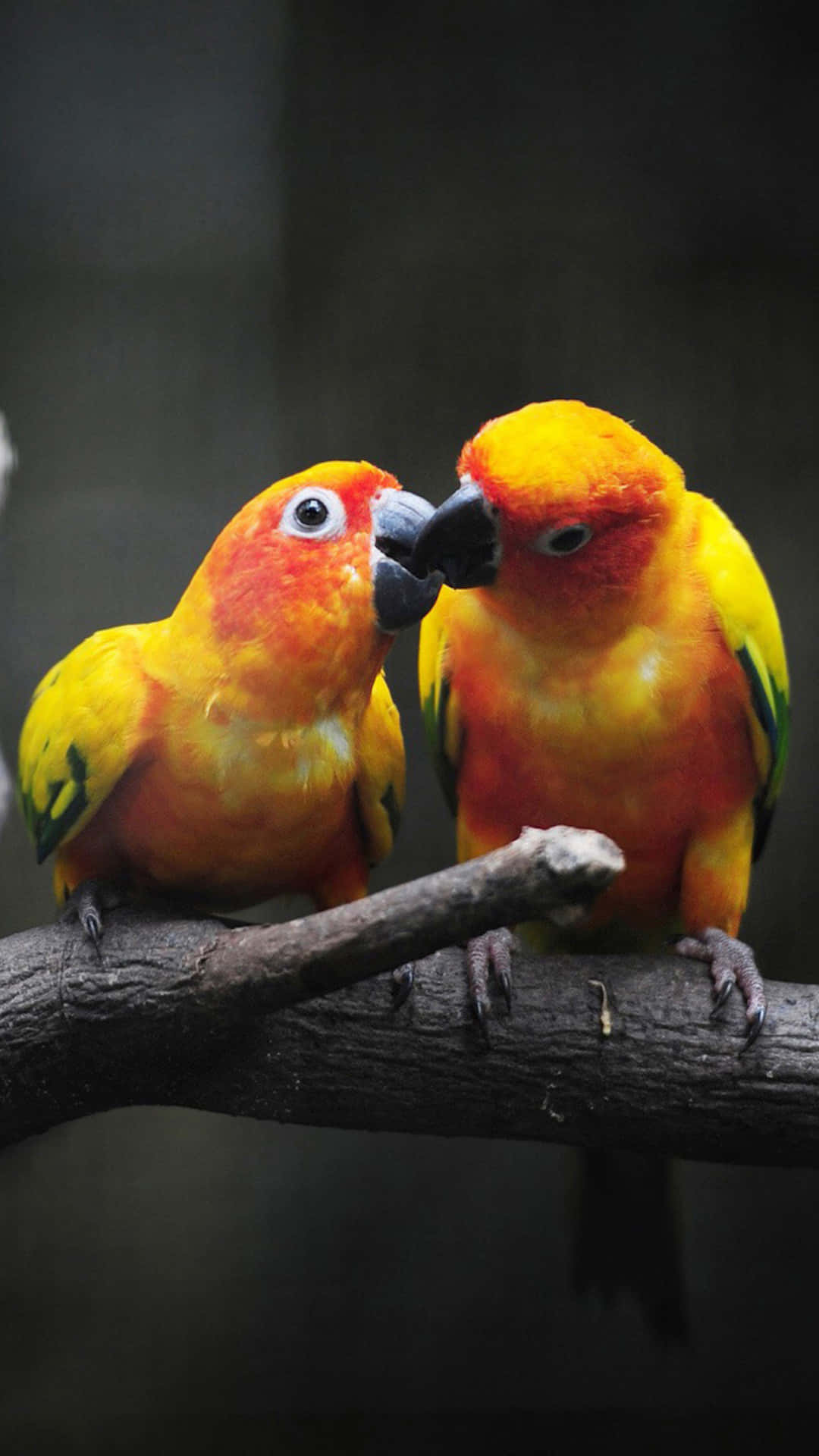 birds 桌布 壁紙 — 兩隻色彩鮮豔的太陽錐尾鸚鵡緊貼在樹枝上，在模糊的深色背景下，用喙互相摩擦，展現溫柔一刻。