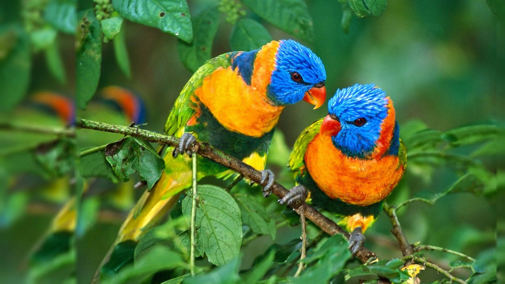 Parrots 桌布 壁紙 — 兩隻色彩鮮豔的彩虹鸚鵡緊密地棲息在茂密綠葉中的樹枝上。
