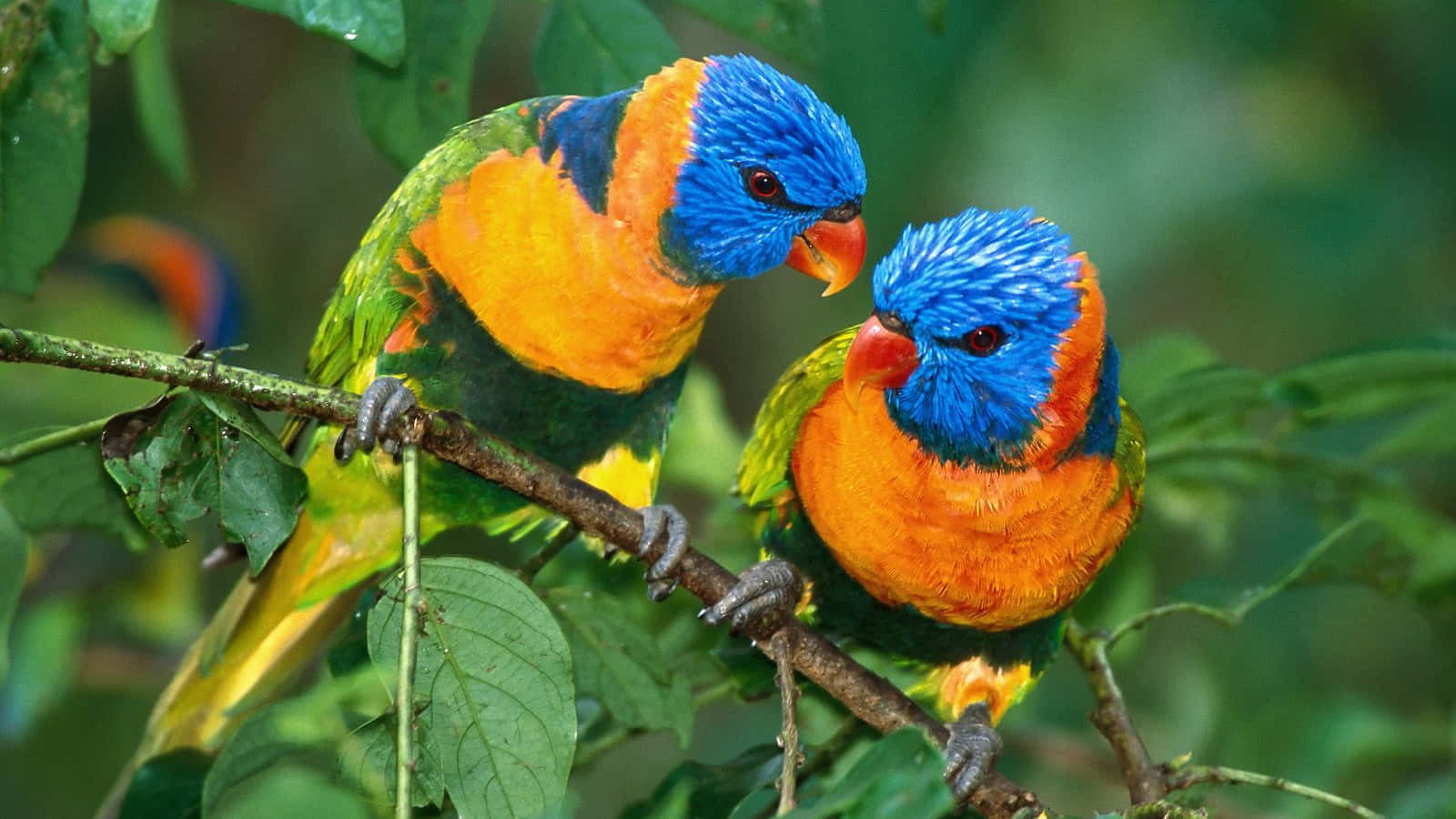 birds 桌布 壁紙 — 兩隻色彩鮮豔的彩虹鸚鵡緊密地棲息在茂密綠葉中的樹枝上。