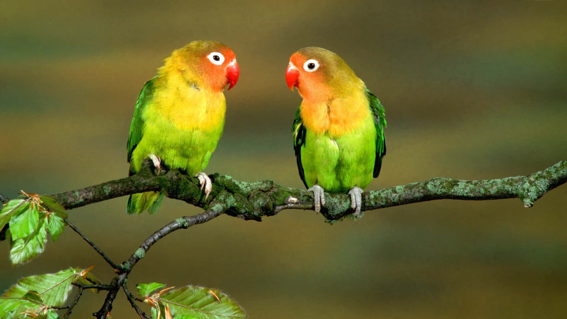 birds 桌布 壁紙 — 兩隻色彩鮮豔的情侶鸚鵡，黃色胸部、紅色喙，緊密棲息在長滿苔蘚的樹枝上，在柔和模糊的森林背景下互相凝視。